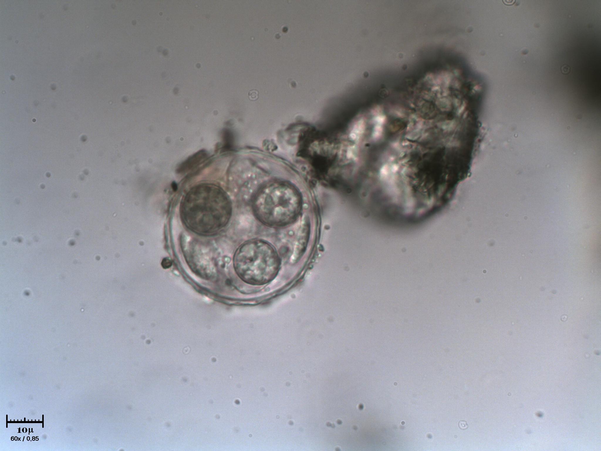 Strana ampolla