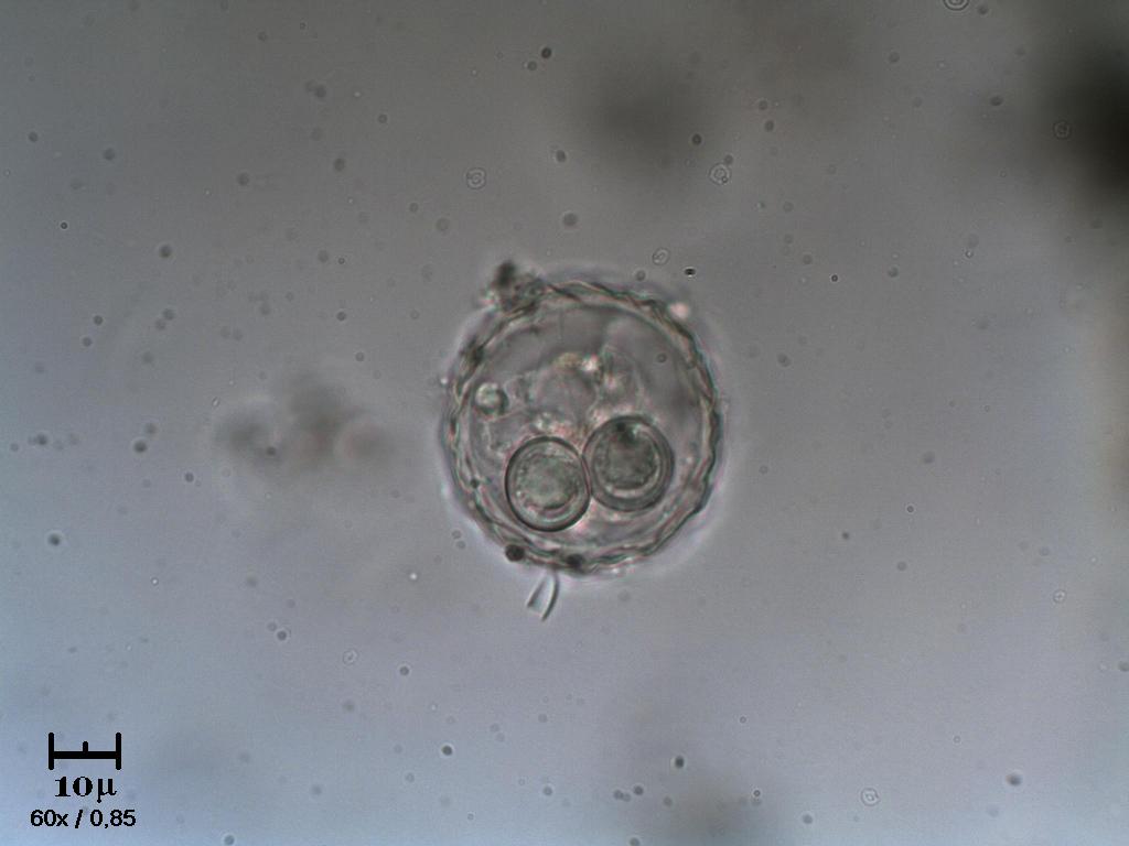 Strana ampolla