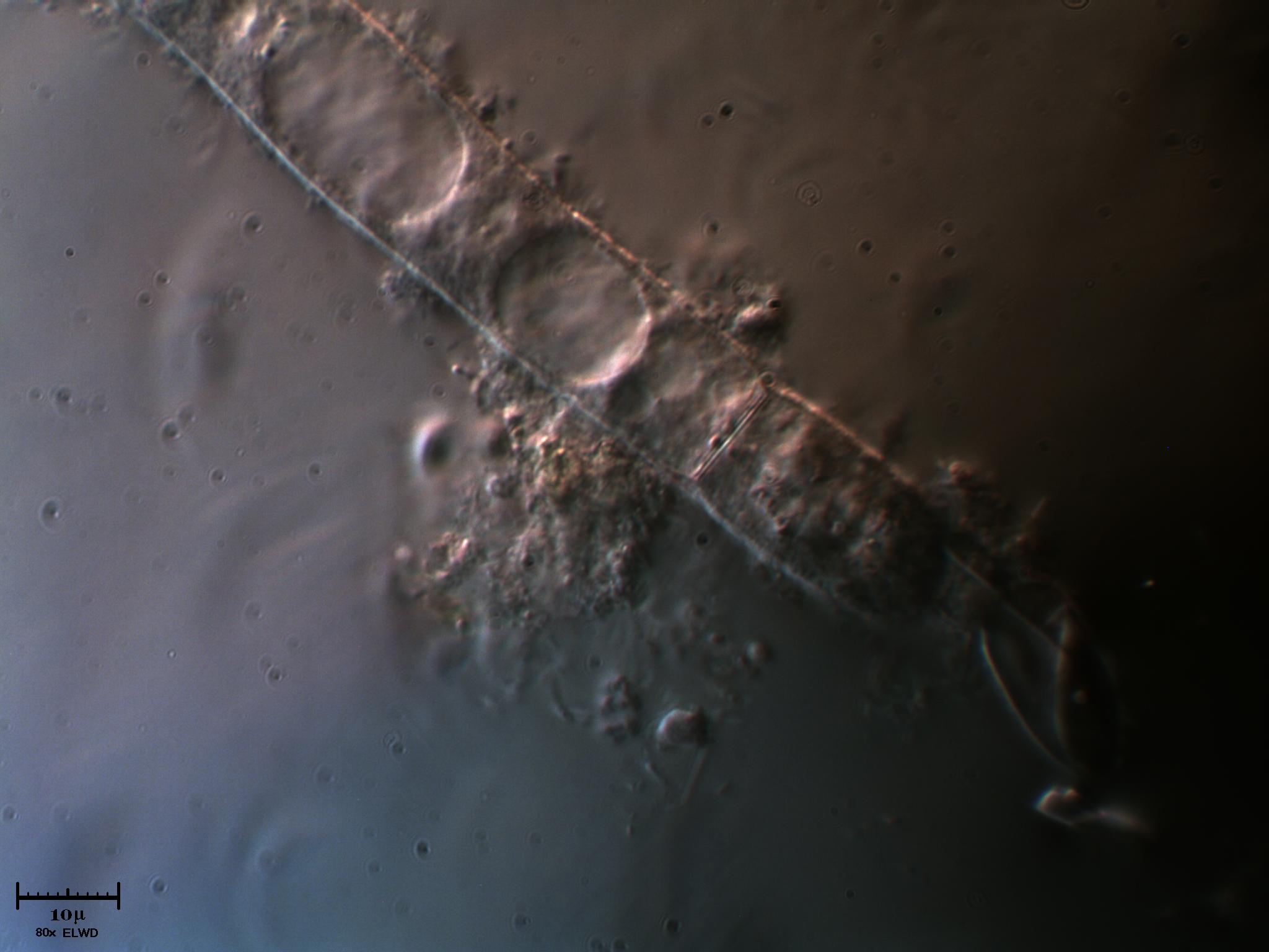 AIUTATEMI fatemi fare bella figura