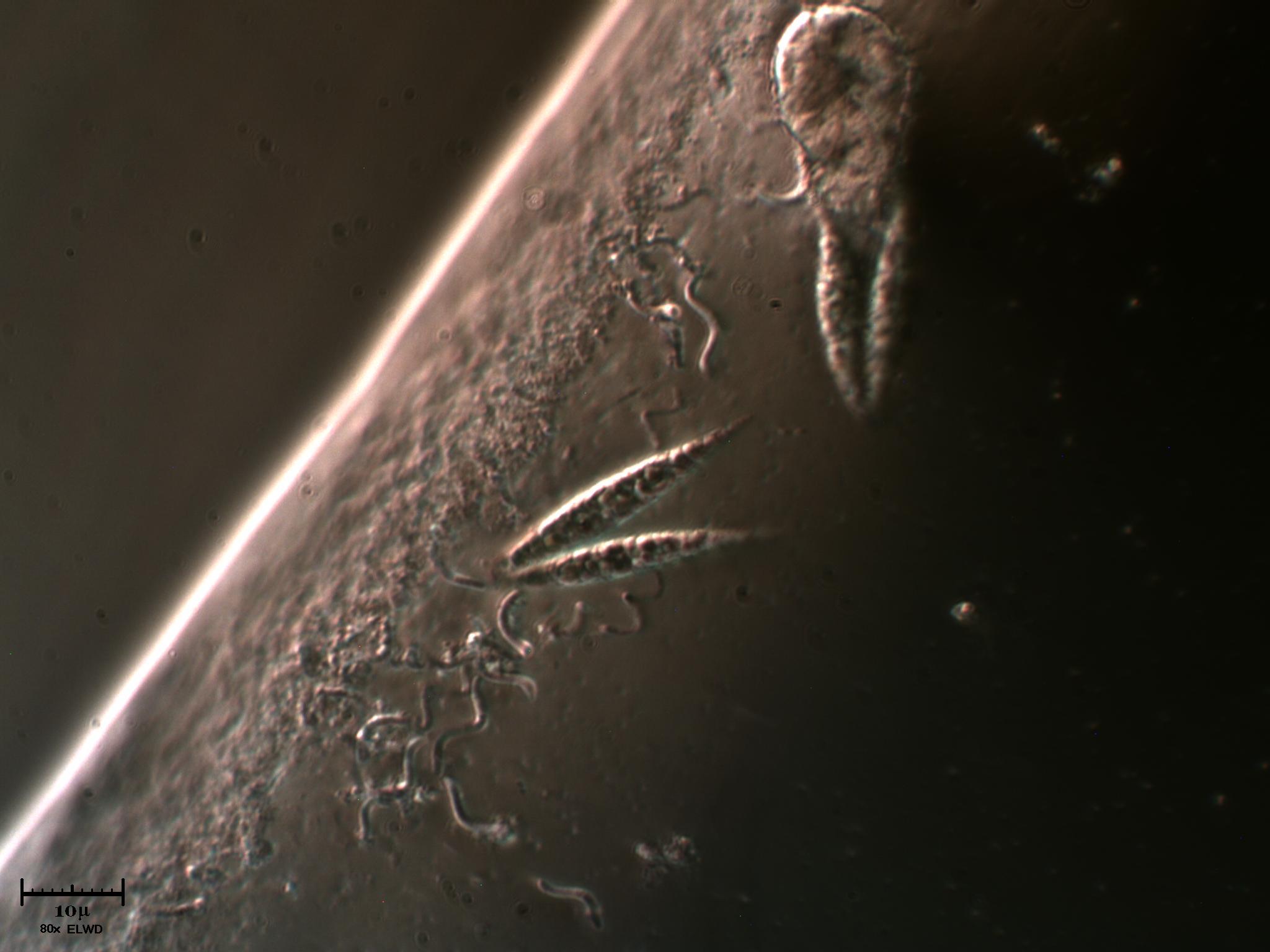 Ma si baciano tutti?