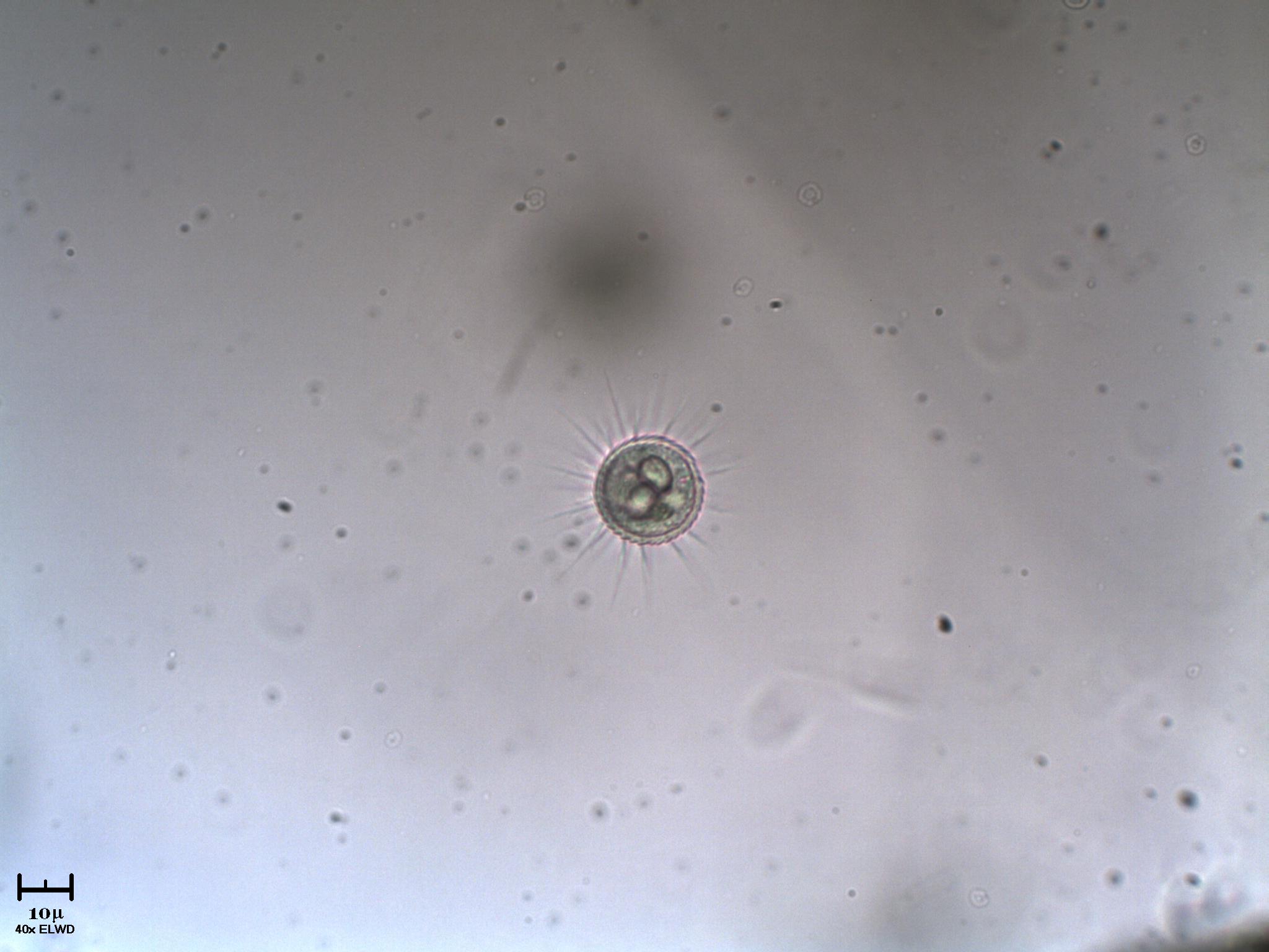 Sembrano le Golenkinie di AmbienteLife