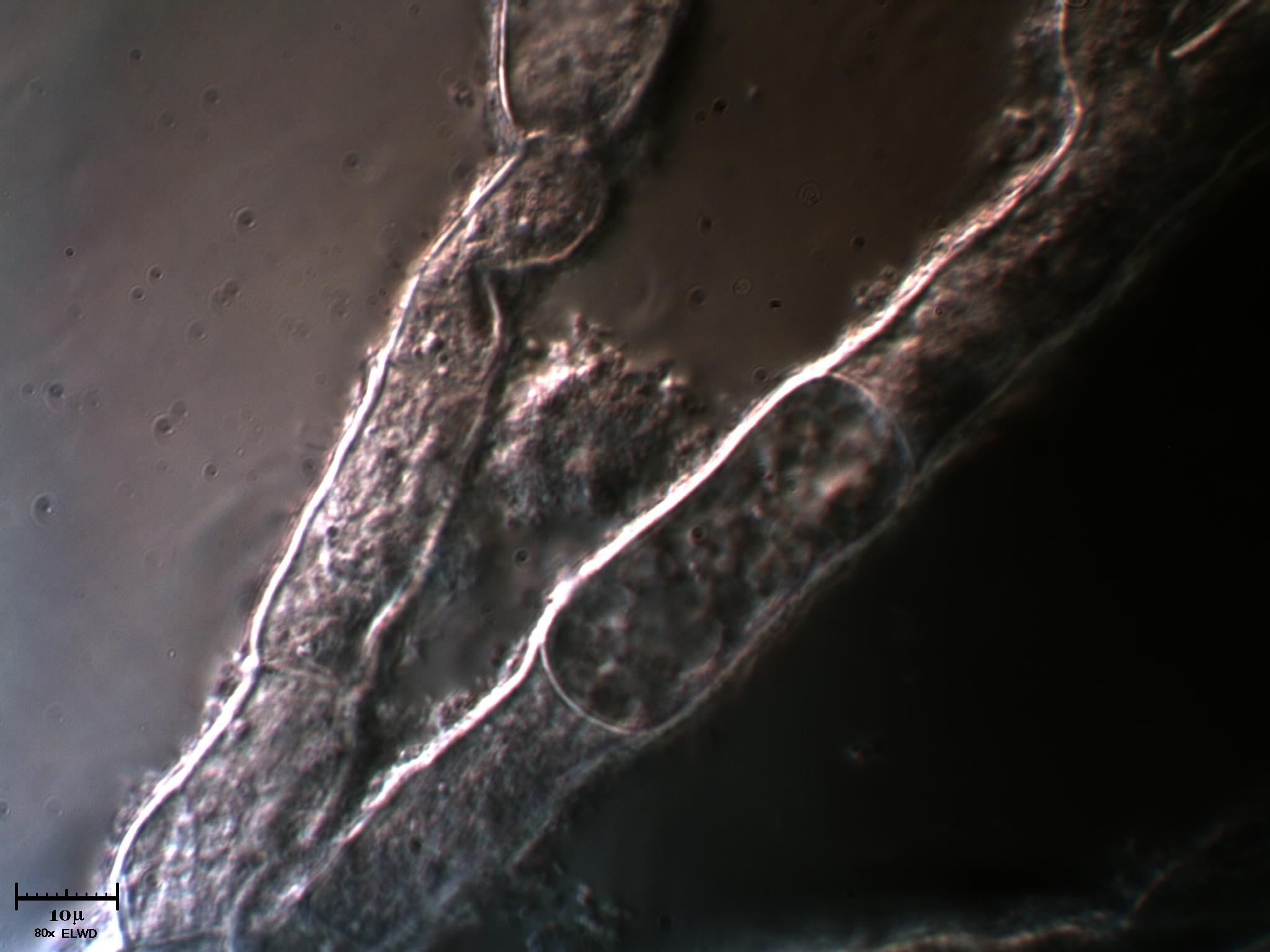 AIUTATEMI fatemi fare bella figura