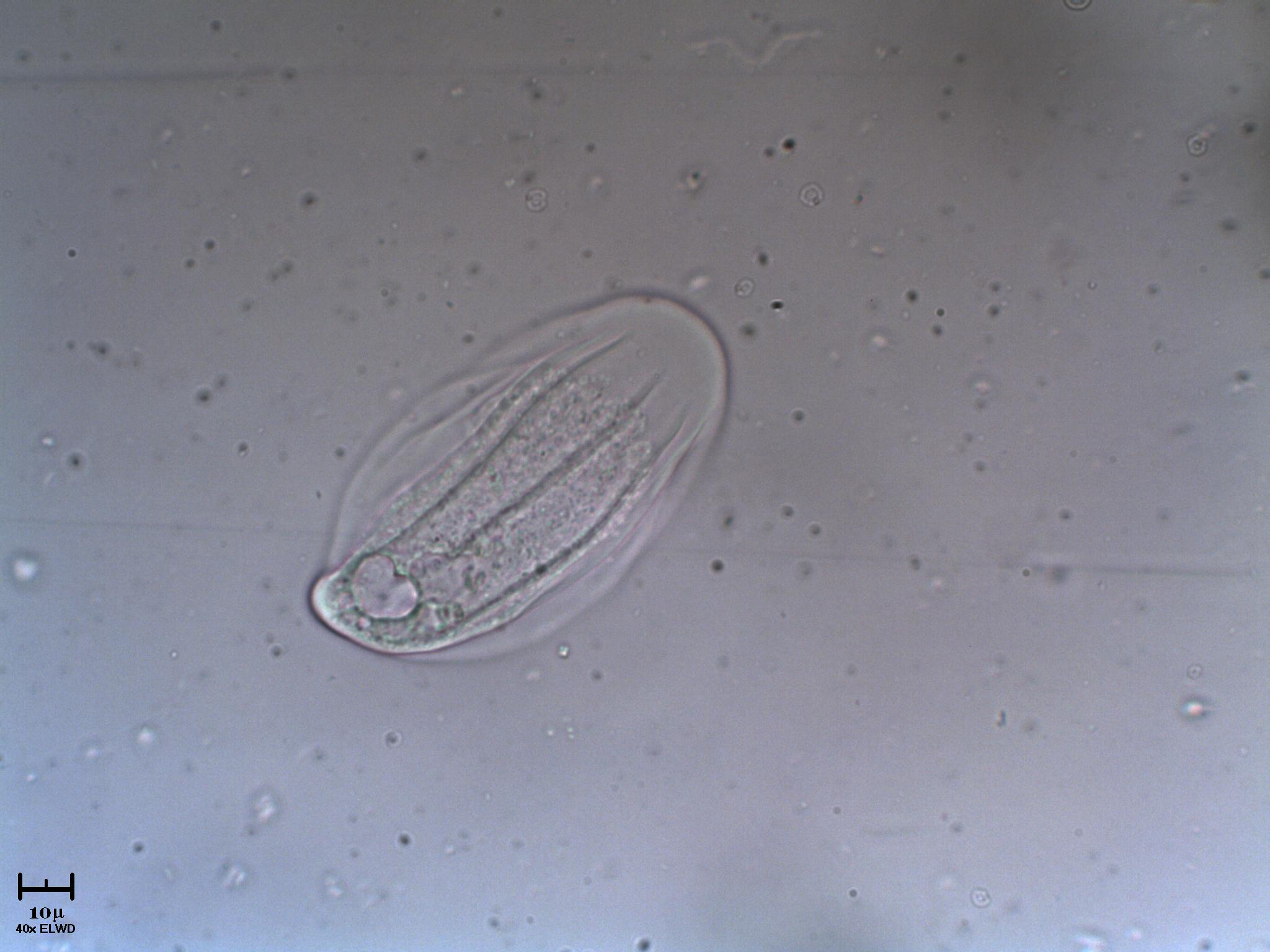 Pure io Ameba striata si si pure io ecco!