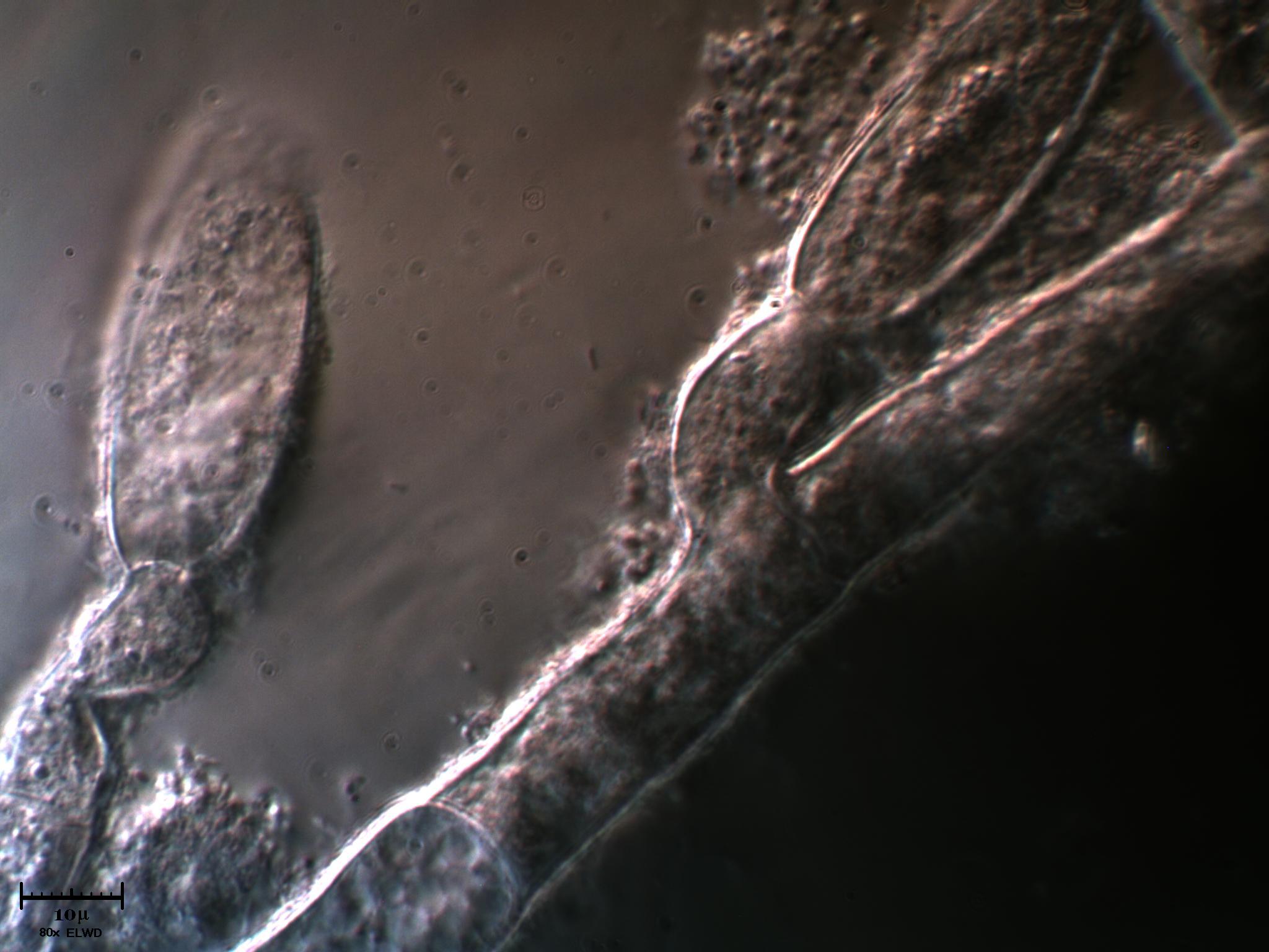 AIUTATEMI fatemi fare bella figura