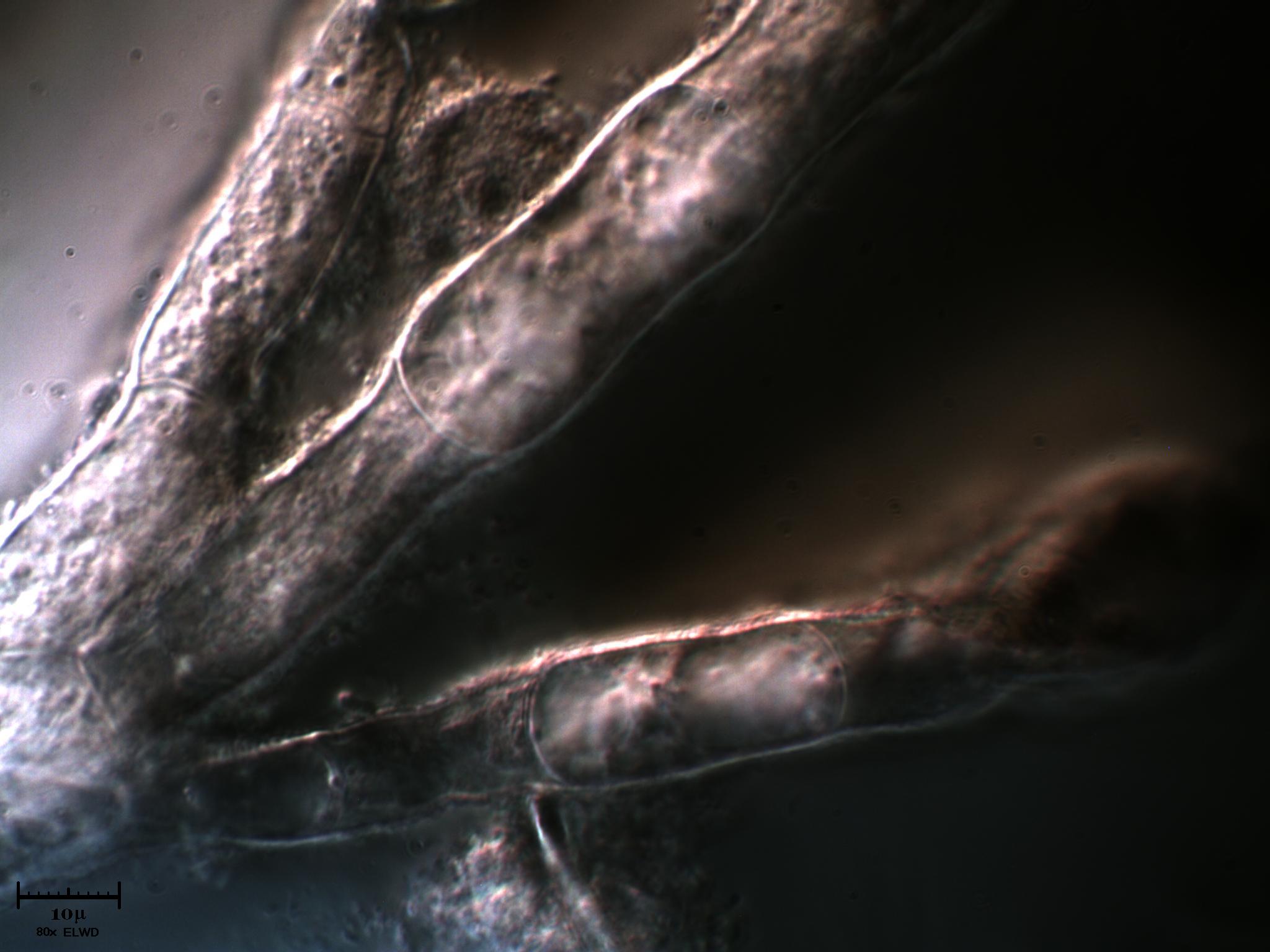 AIUTATEMI fatemi fare bella figura