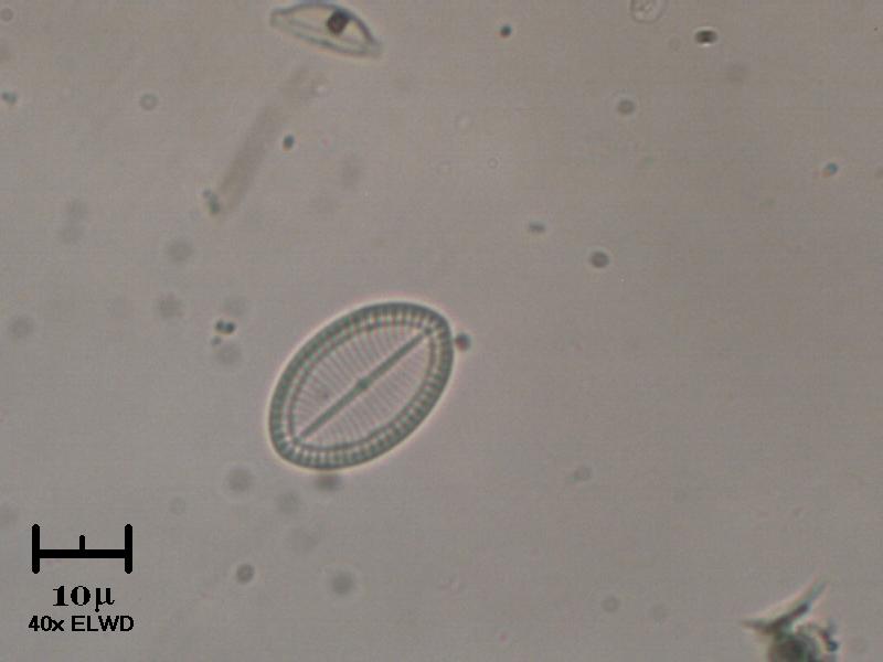 Surirella ovata