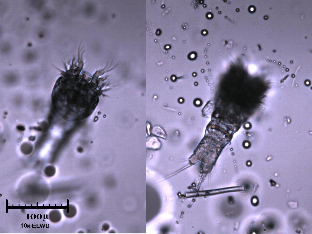Fantasma di copepode