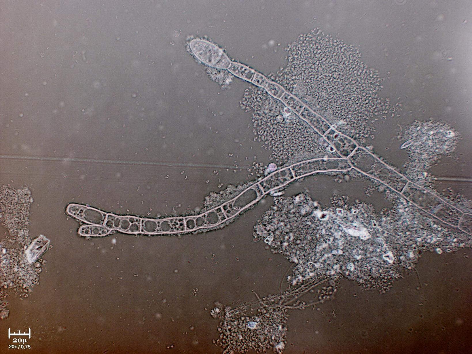 AIUTATEMI fatemi fare bella figura