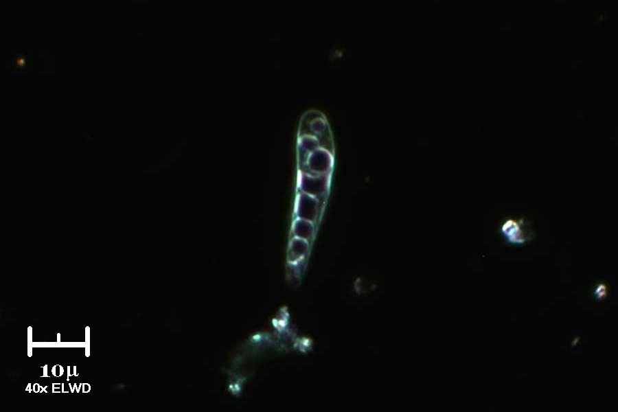 Spora