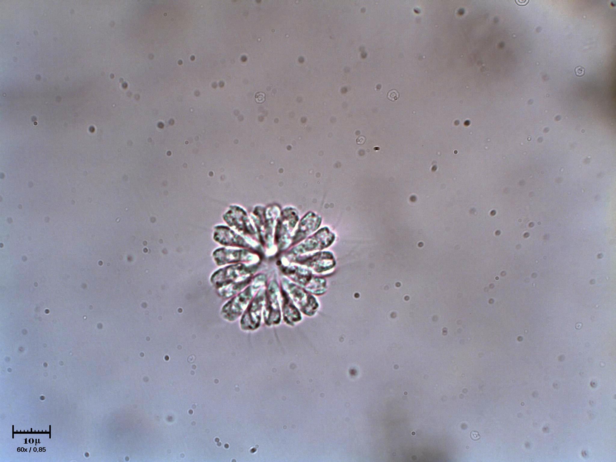 Anthophysis vegetans