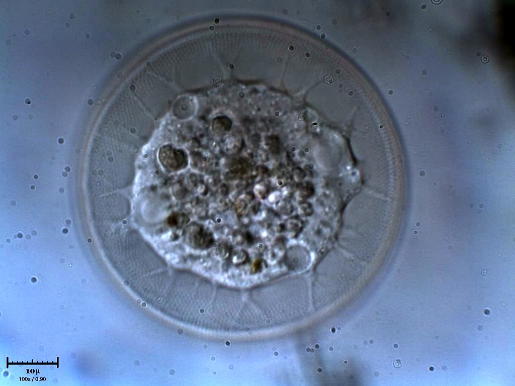 Tecameba