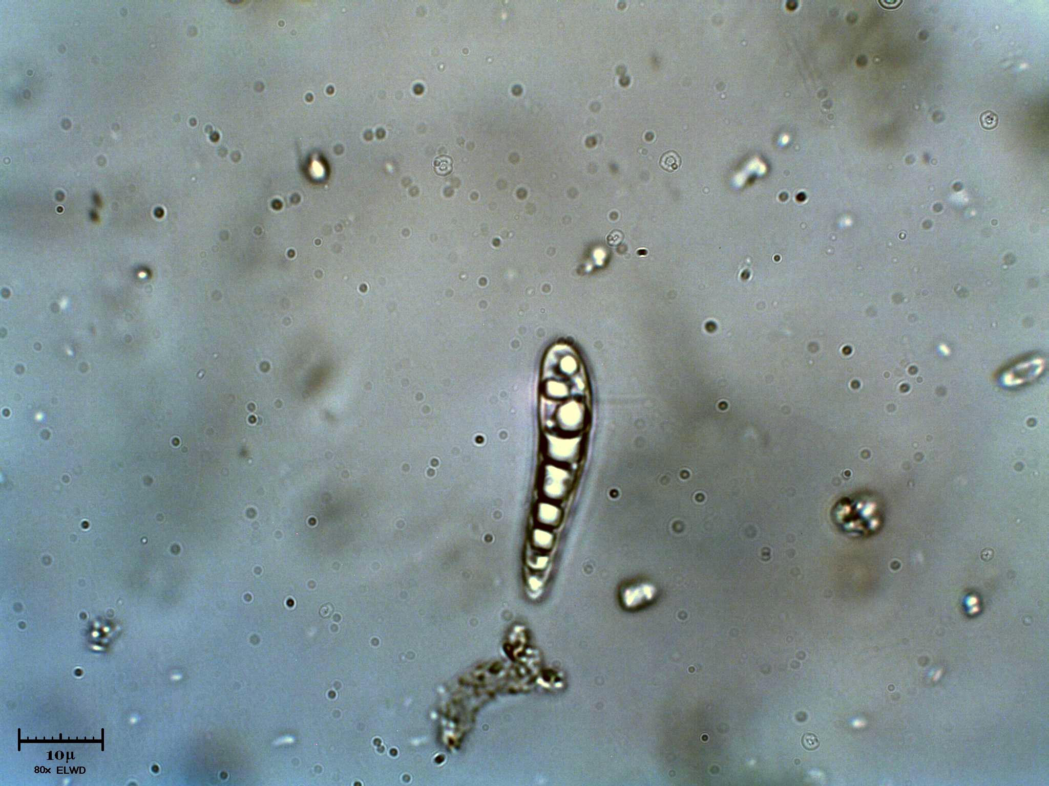 Spora
