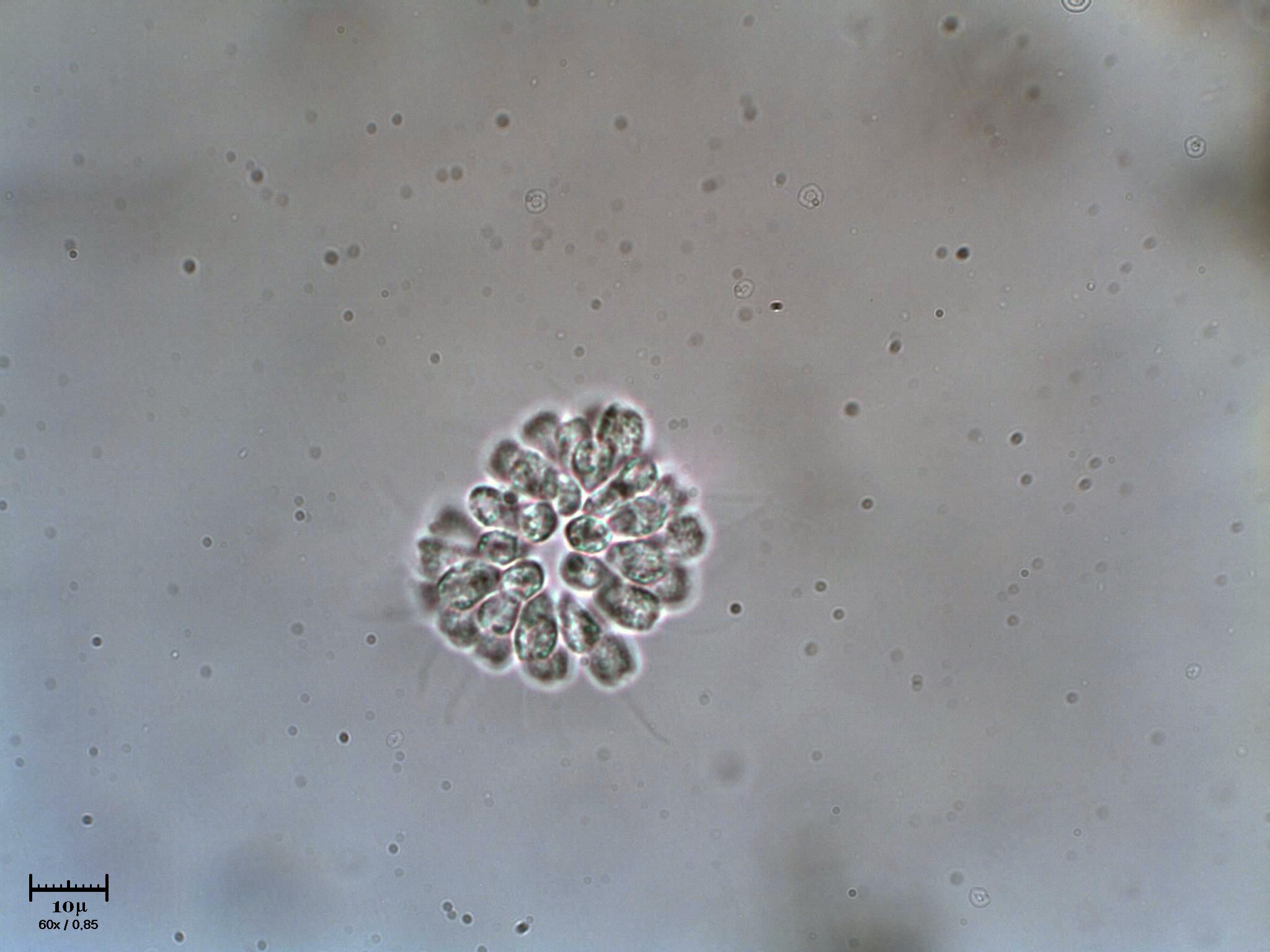 Anthophysis vegetans