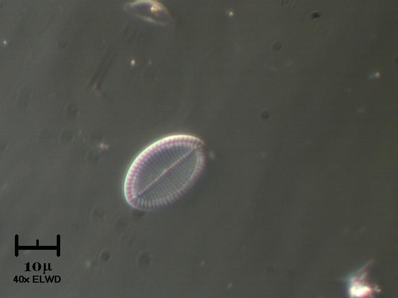 Surirella ovata