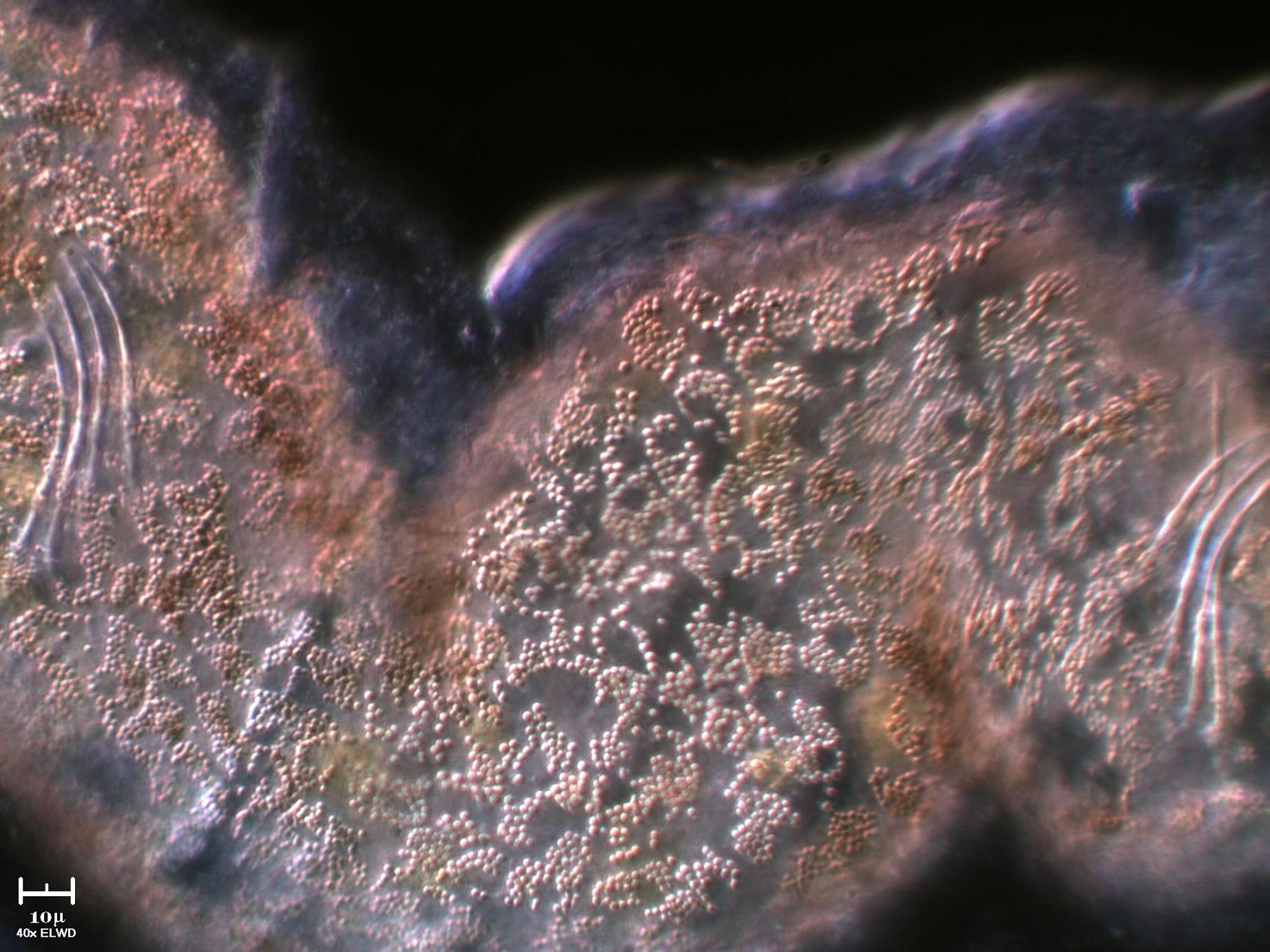 Incontri ravvicinati