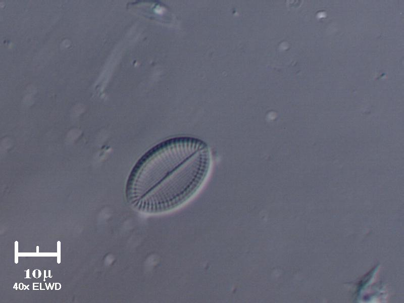 Surirella ovata