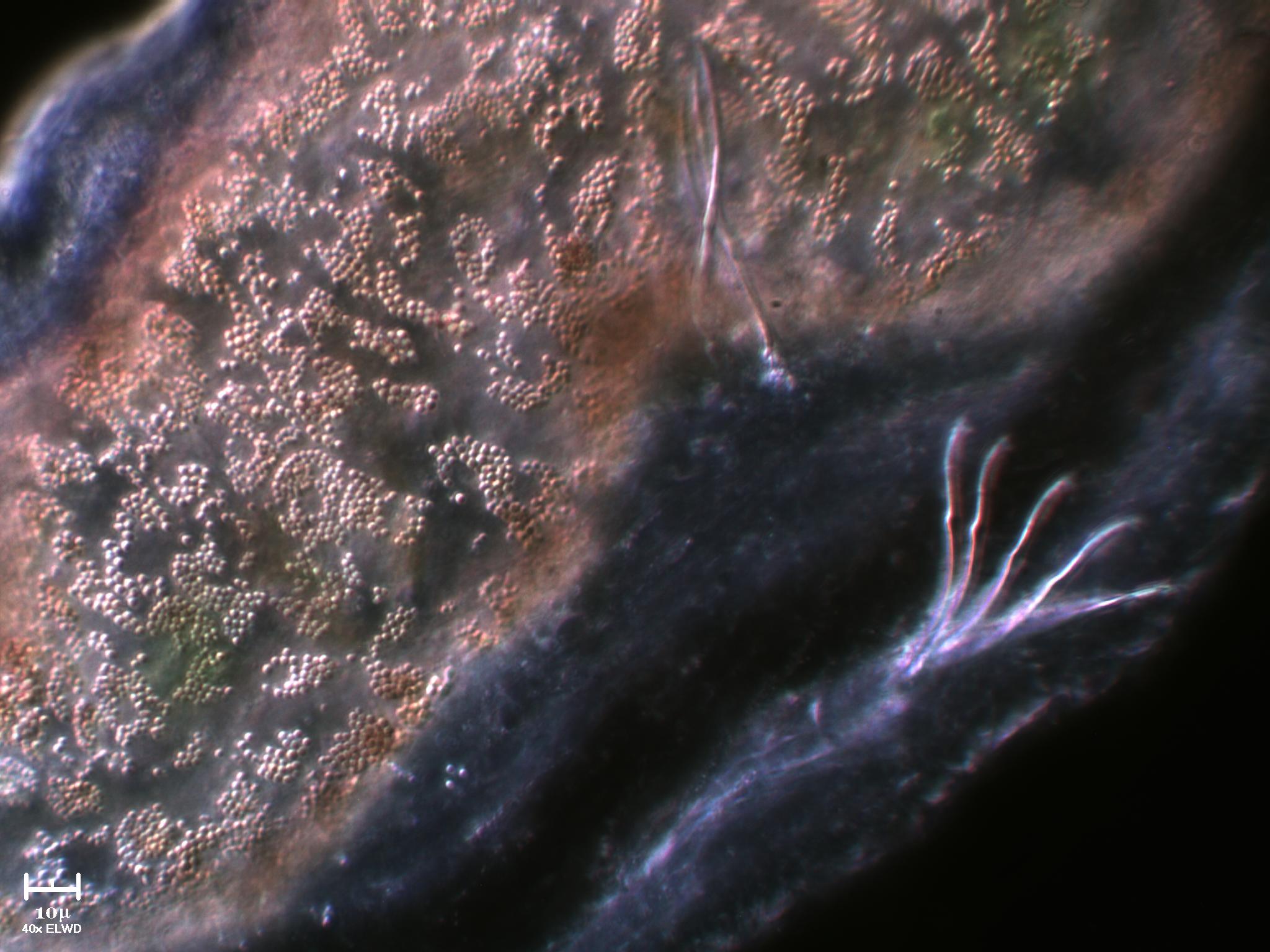 Incontri ravvicinati