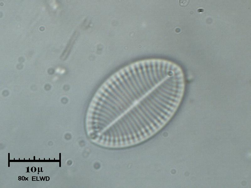 Surirella ovata