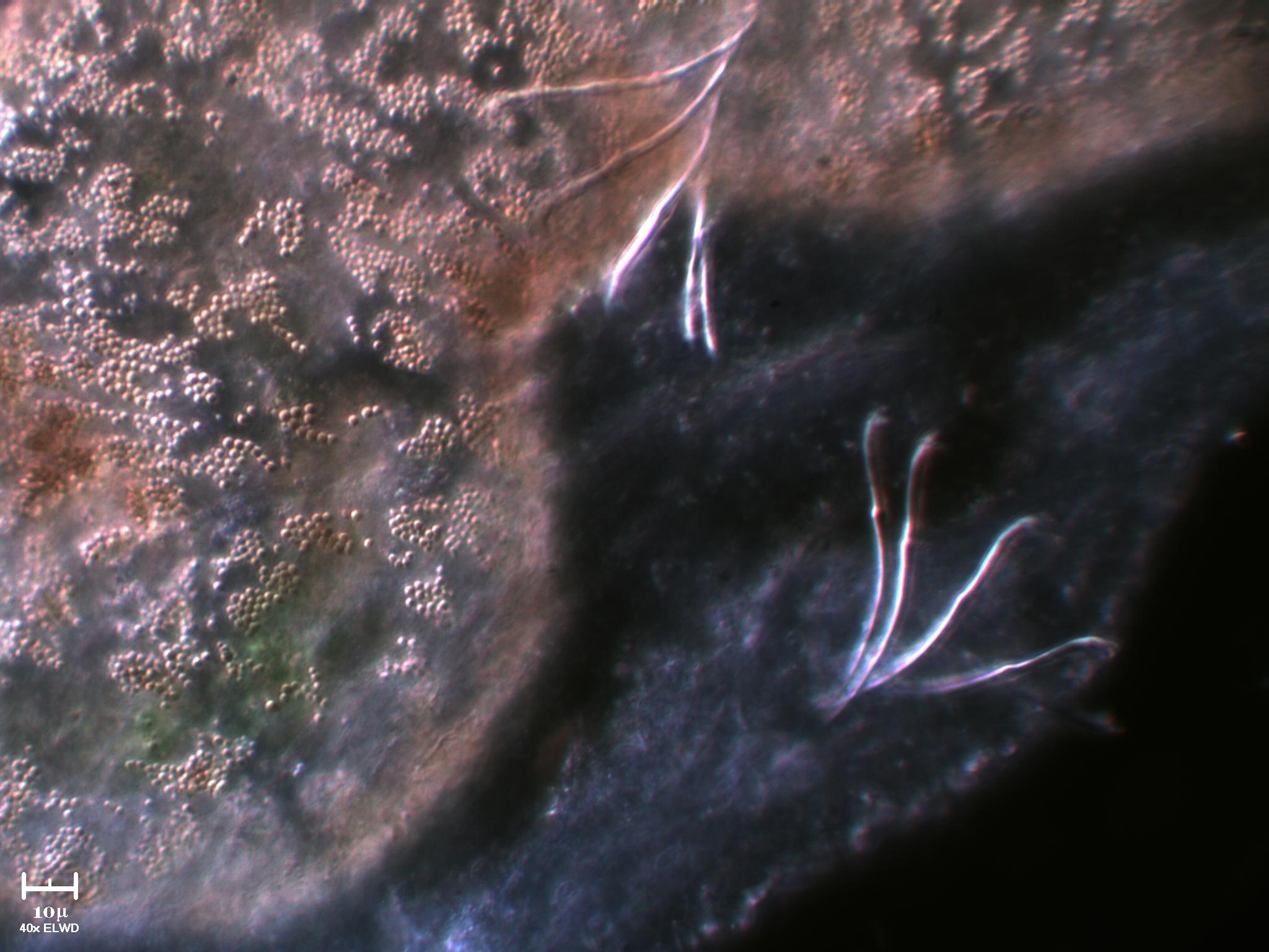 Incontri ravvicinati