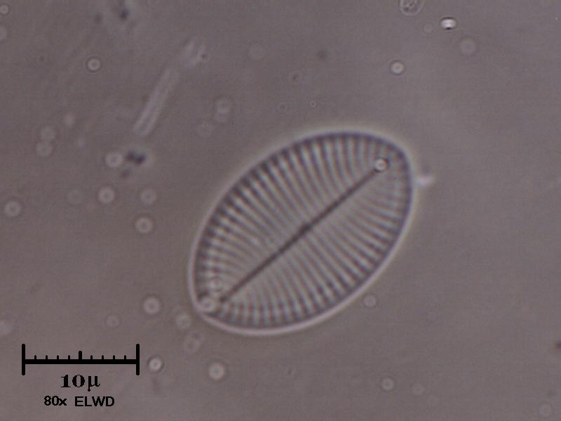 Surirella ovata