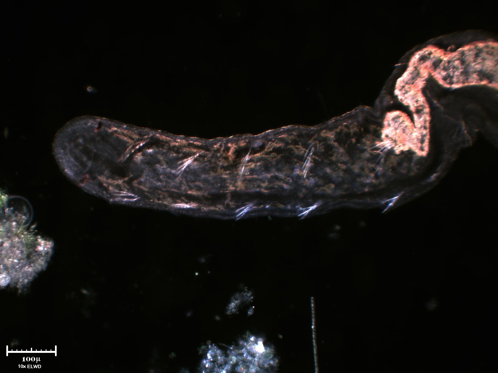 Incontri ravvicinati