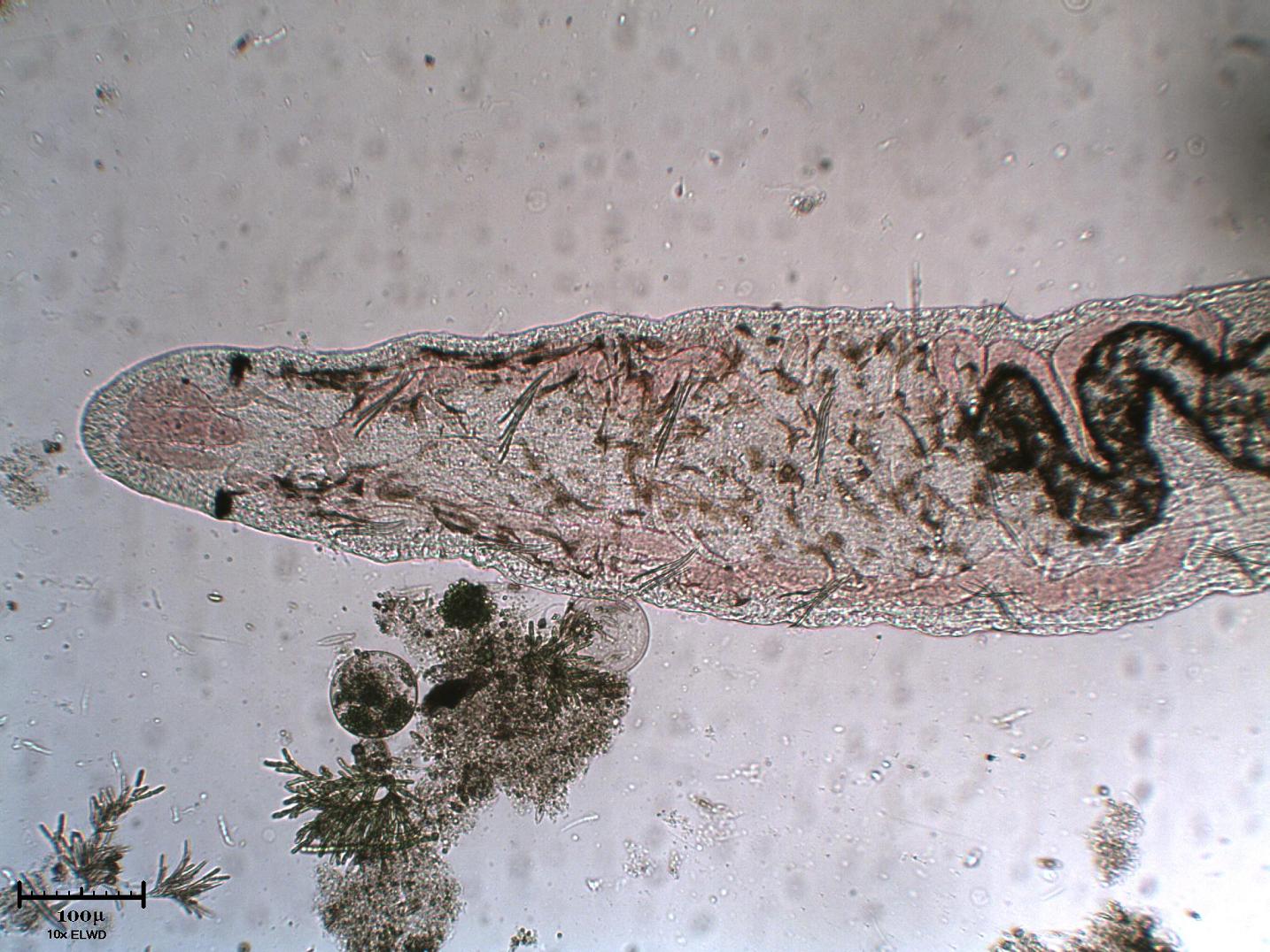 Incontri ravvicinati