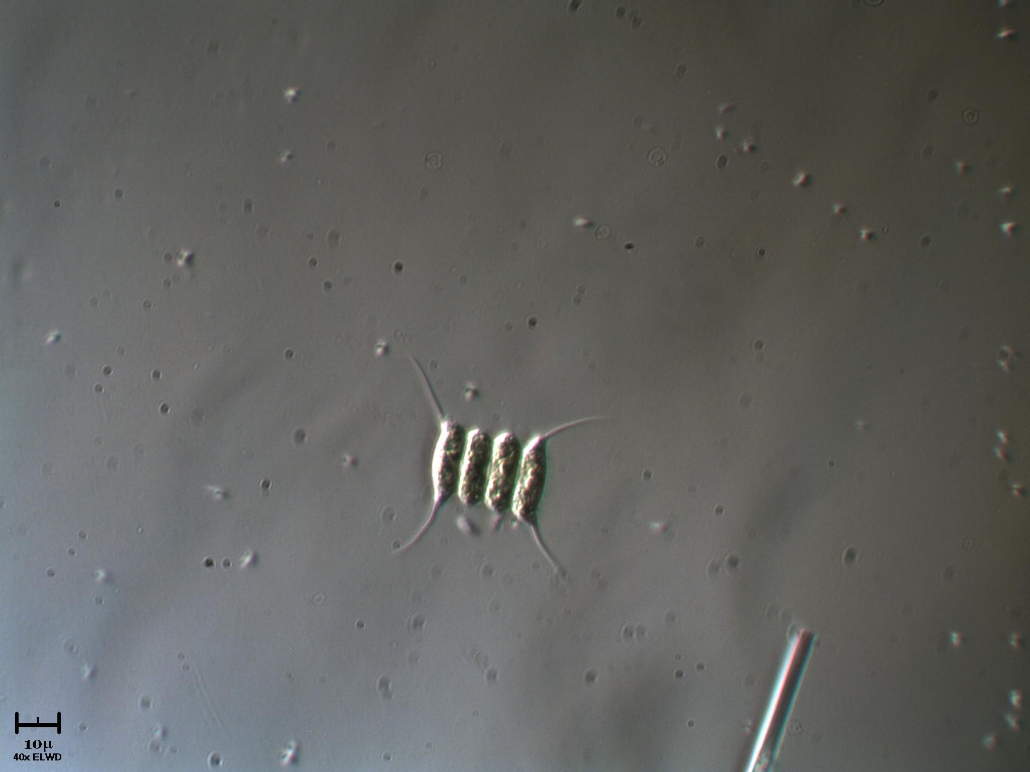 Scenedesmus