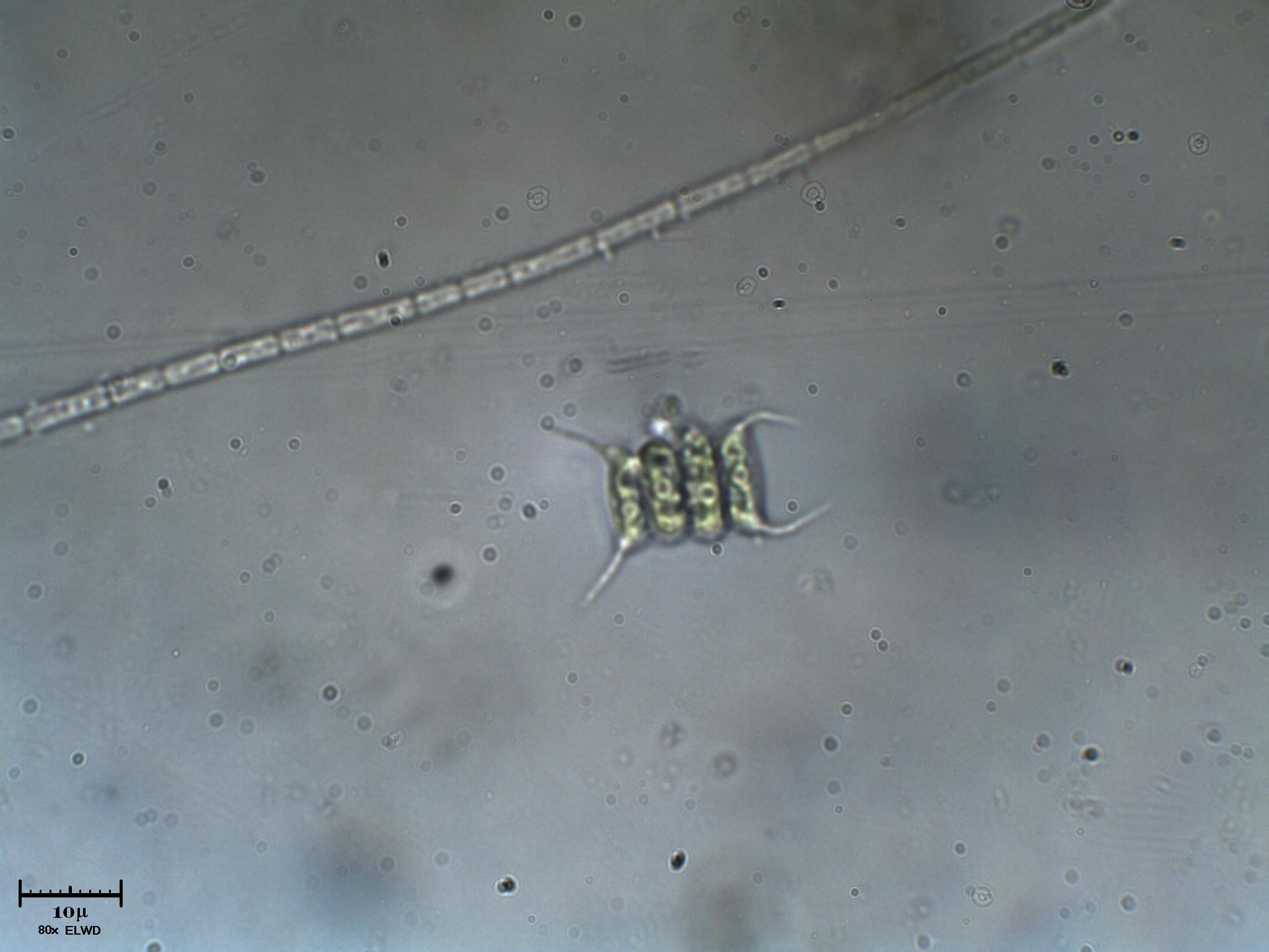 Scenedesmus sp.