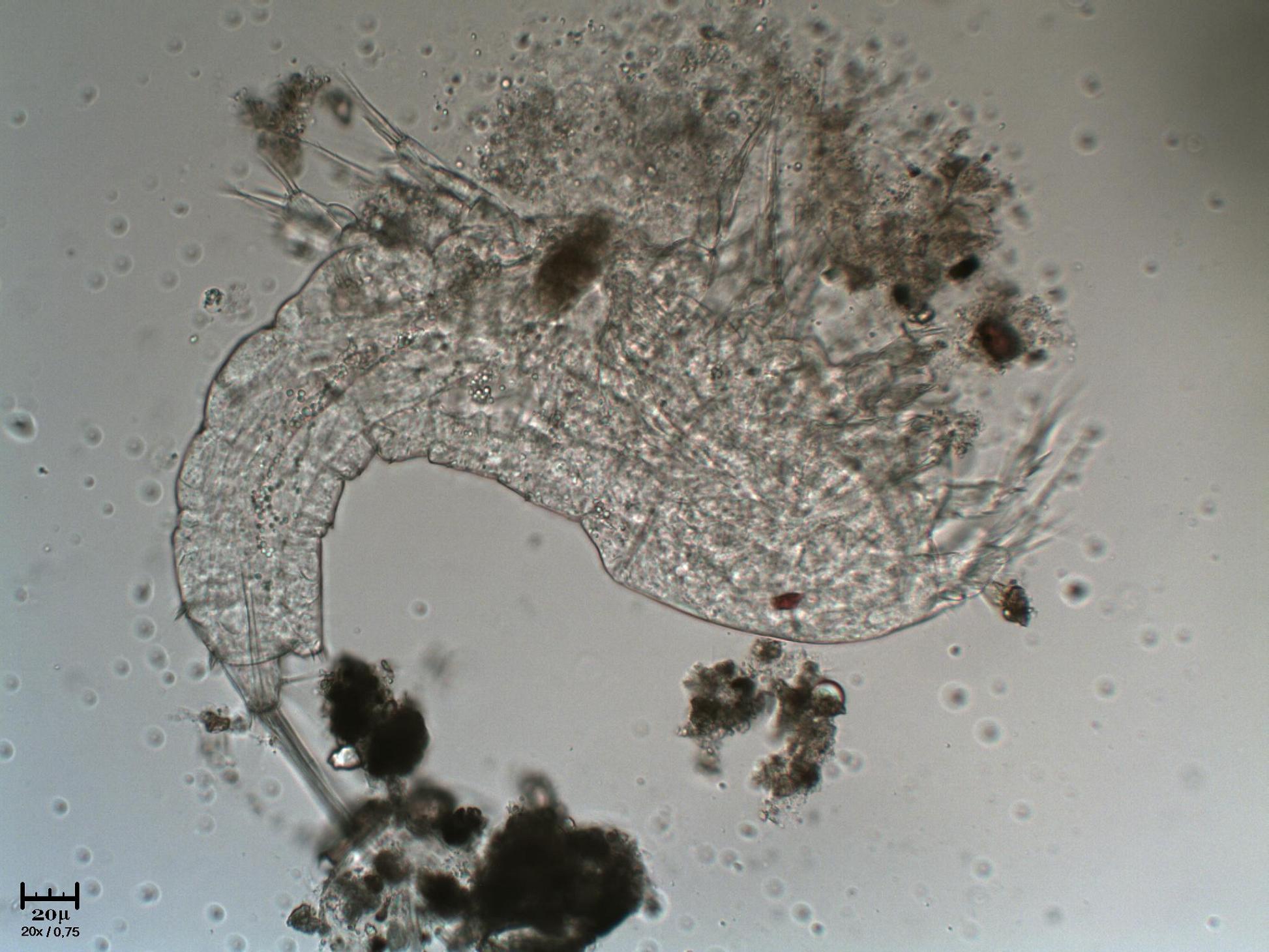Scheletro di copepode