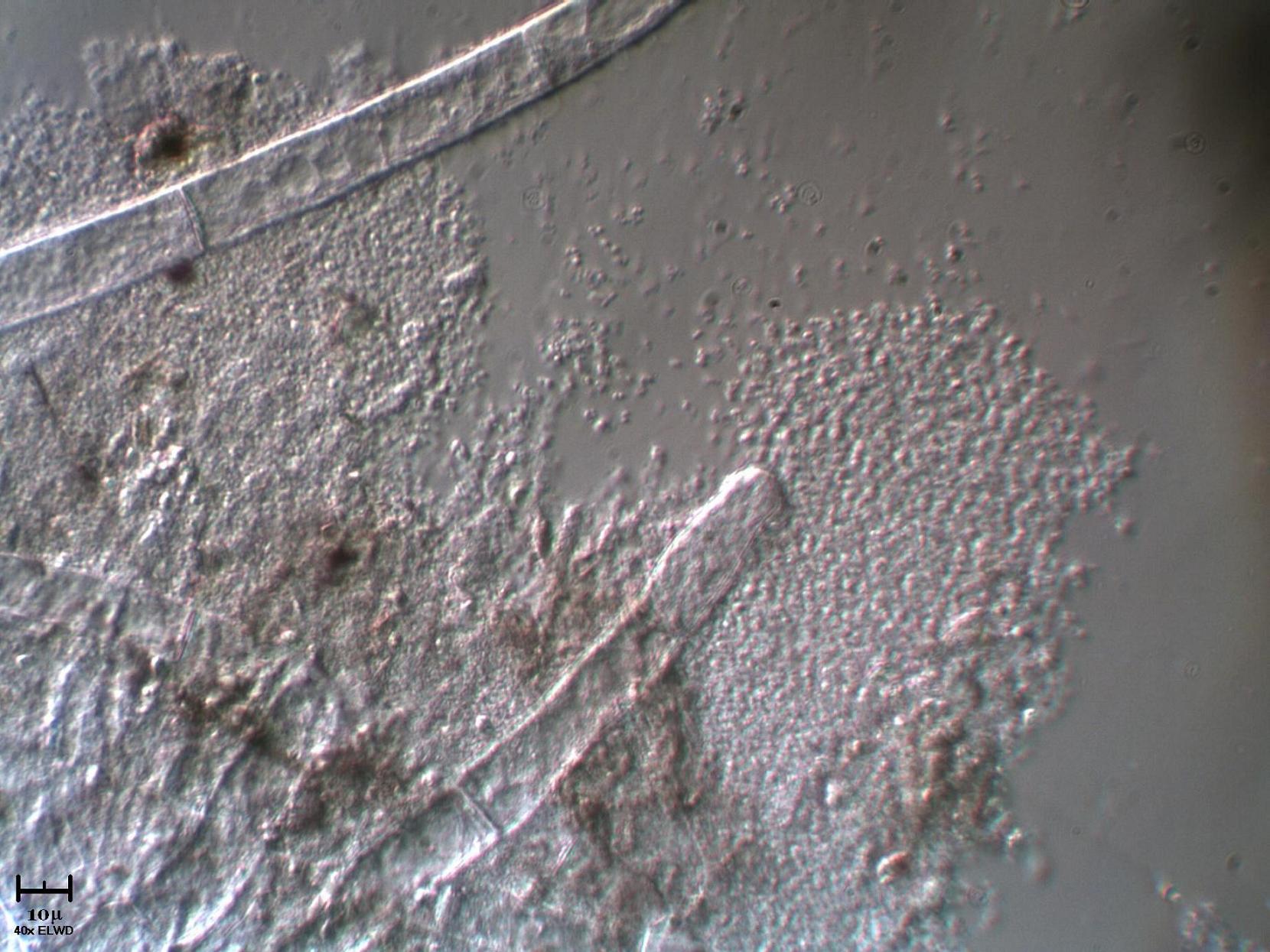 AIUTATEMI fatemi fare bella figura