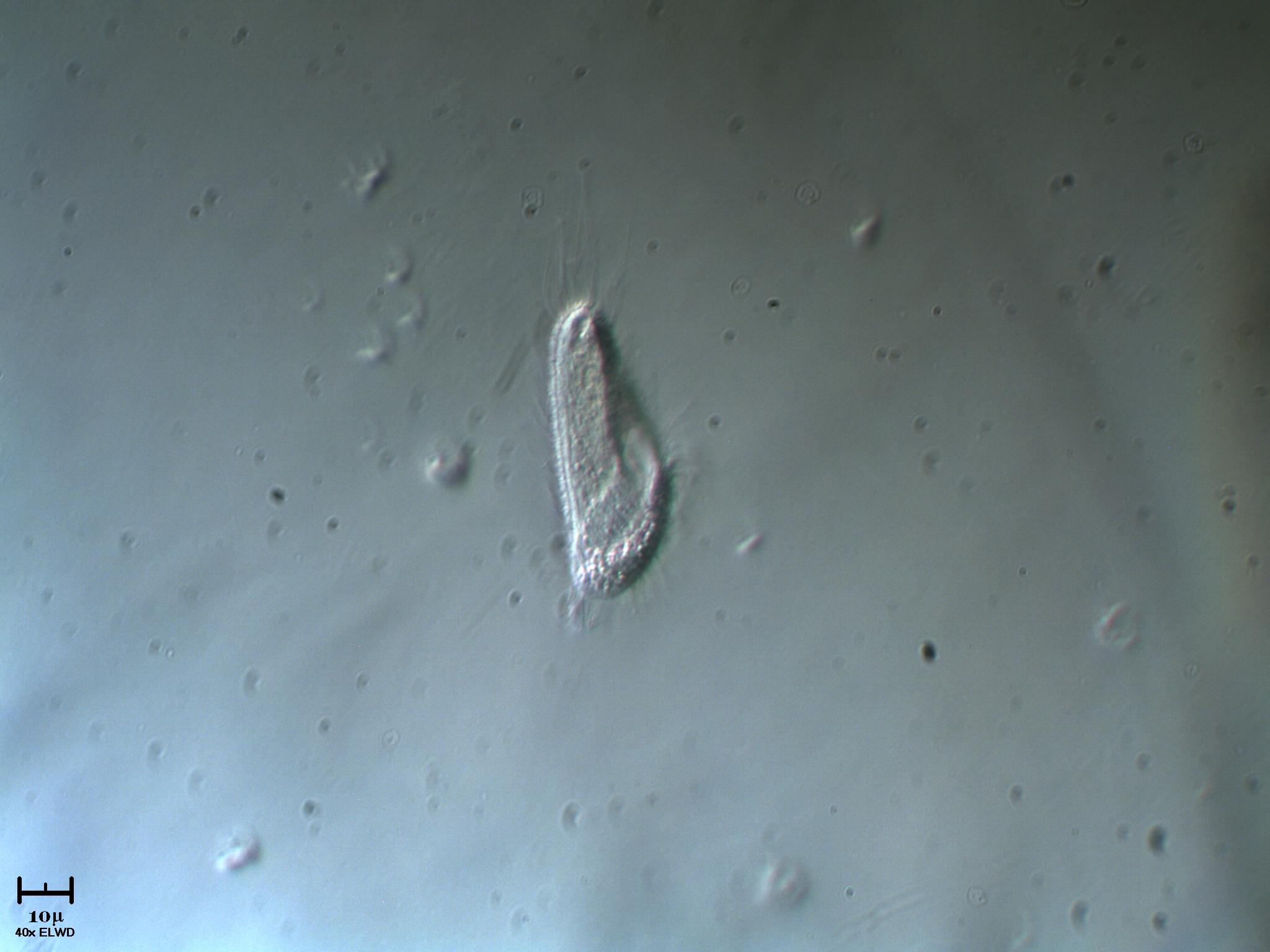 Ciliato