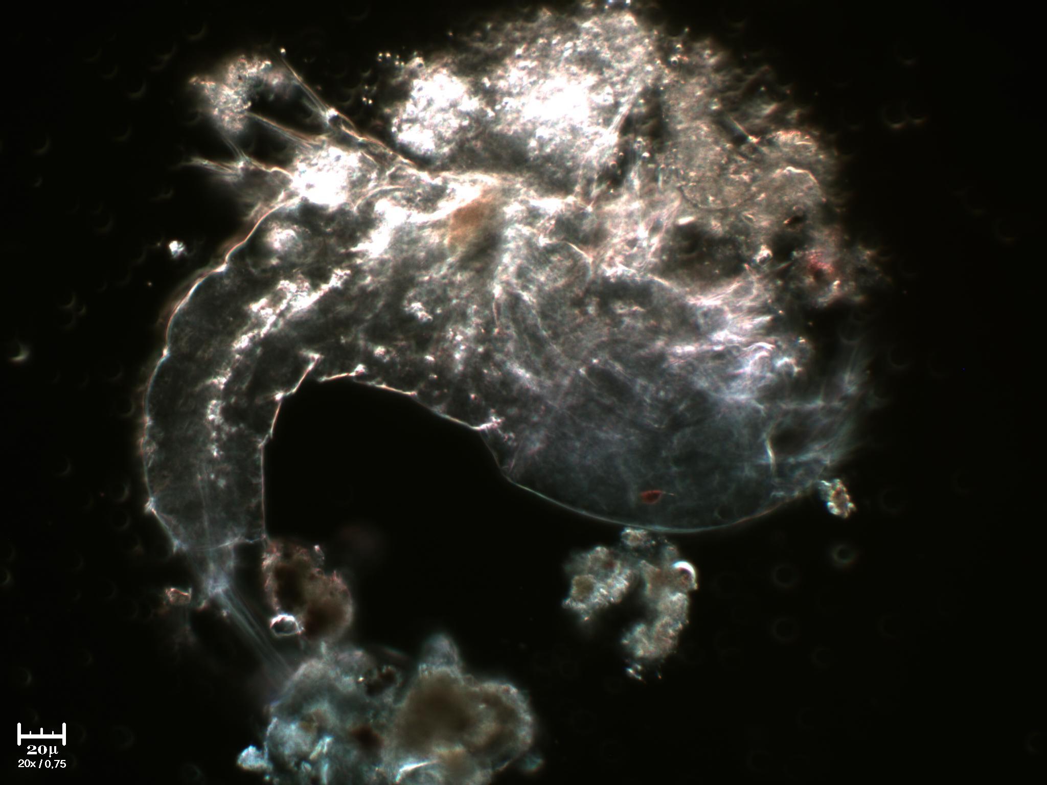 Scheletro di copepode