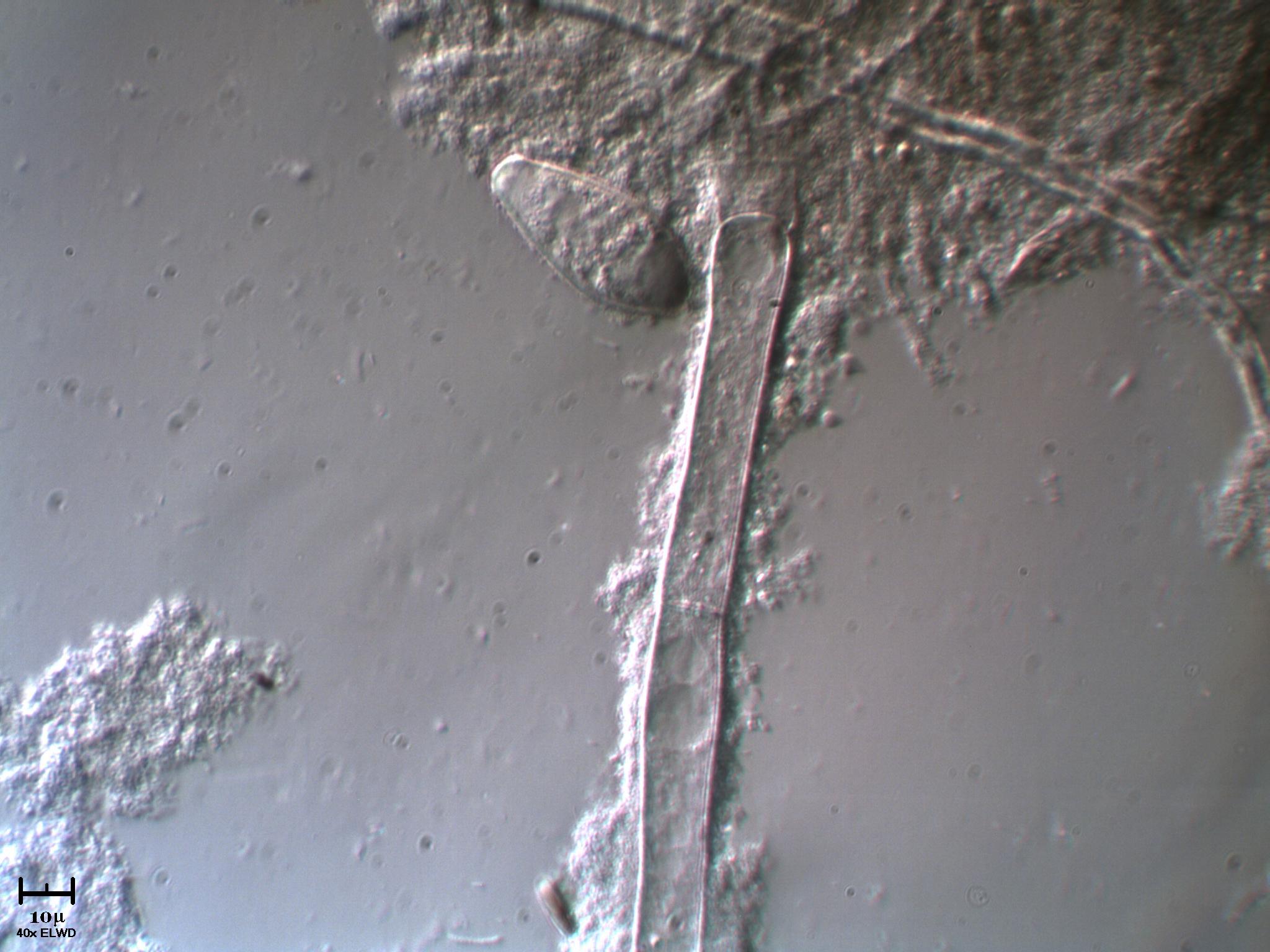 AIUTATEMI fatemi fare bella figura