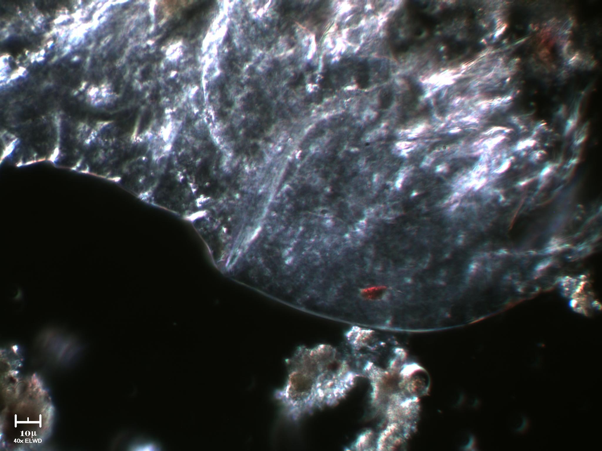 Scheletro di copepode