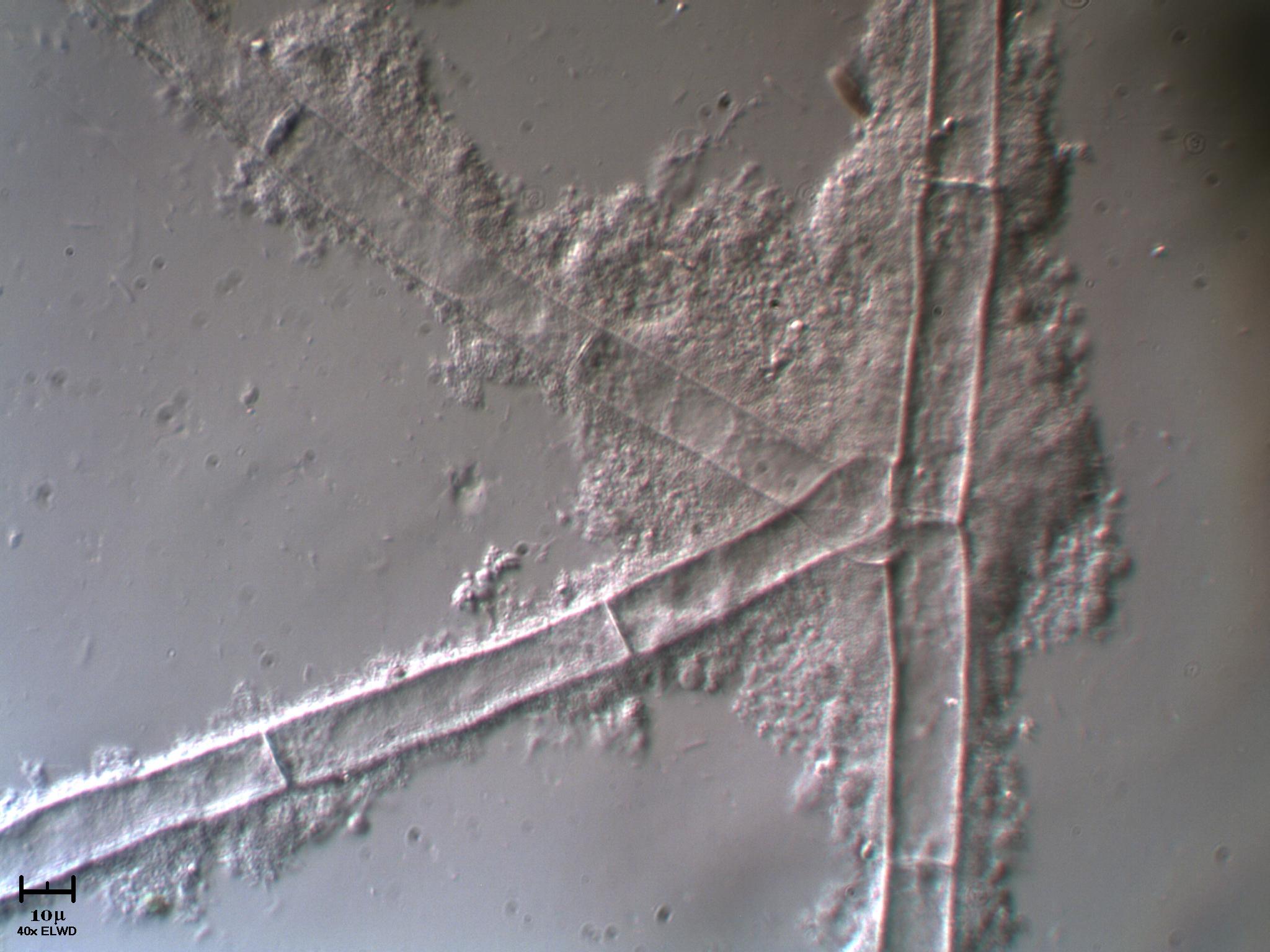 AIUTATEMI fatemi fare bella figura