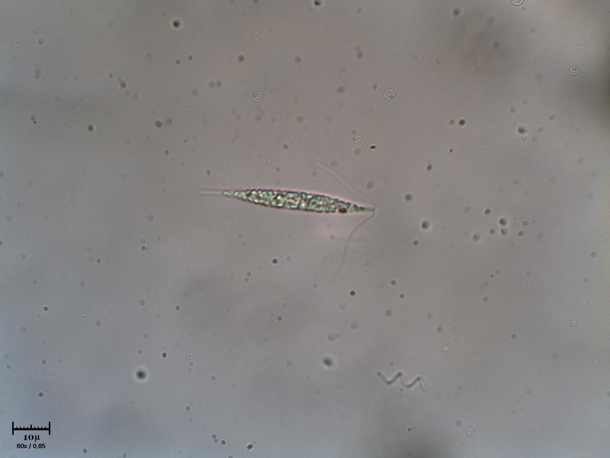 Minieuglena?