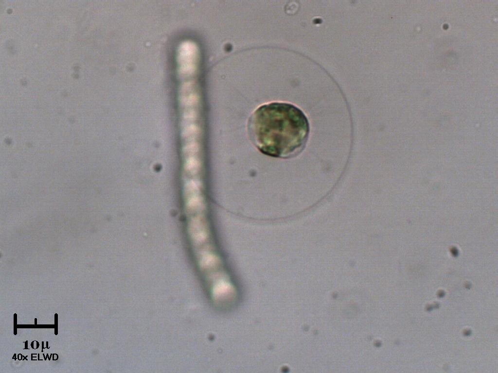 Vitreochlamis o Haematococcus?