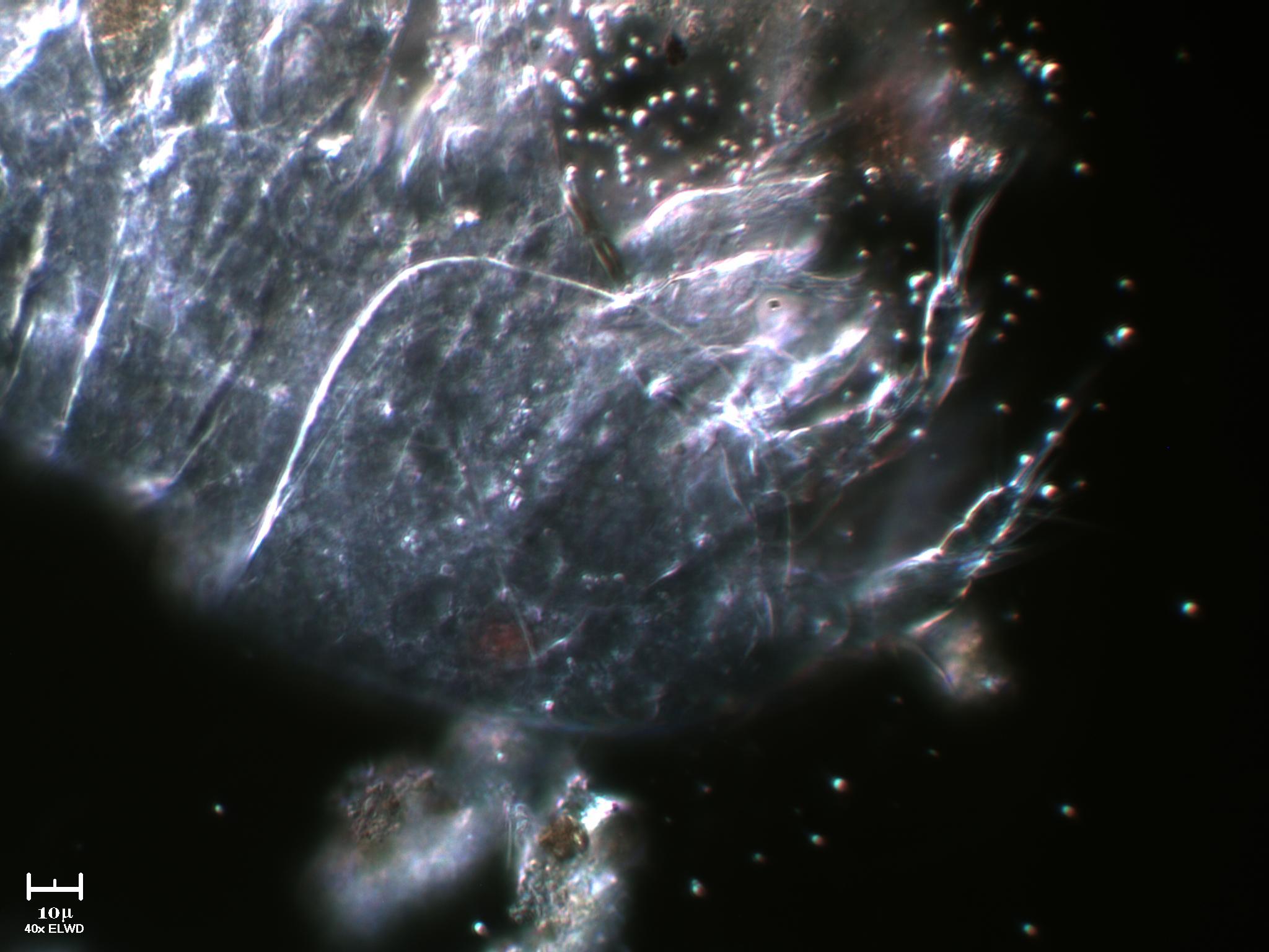 Scheletro di copepode