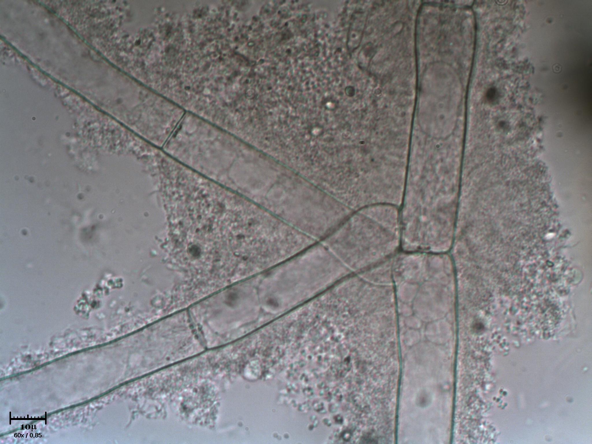 AIUTATEMI fatemi fare bella figura