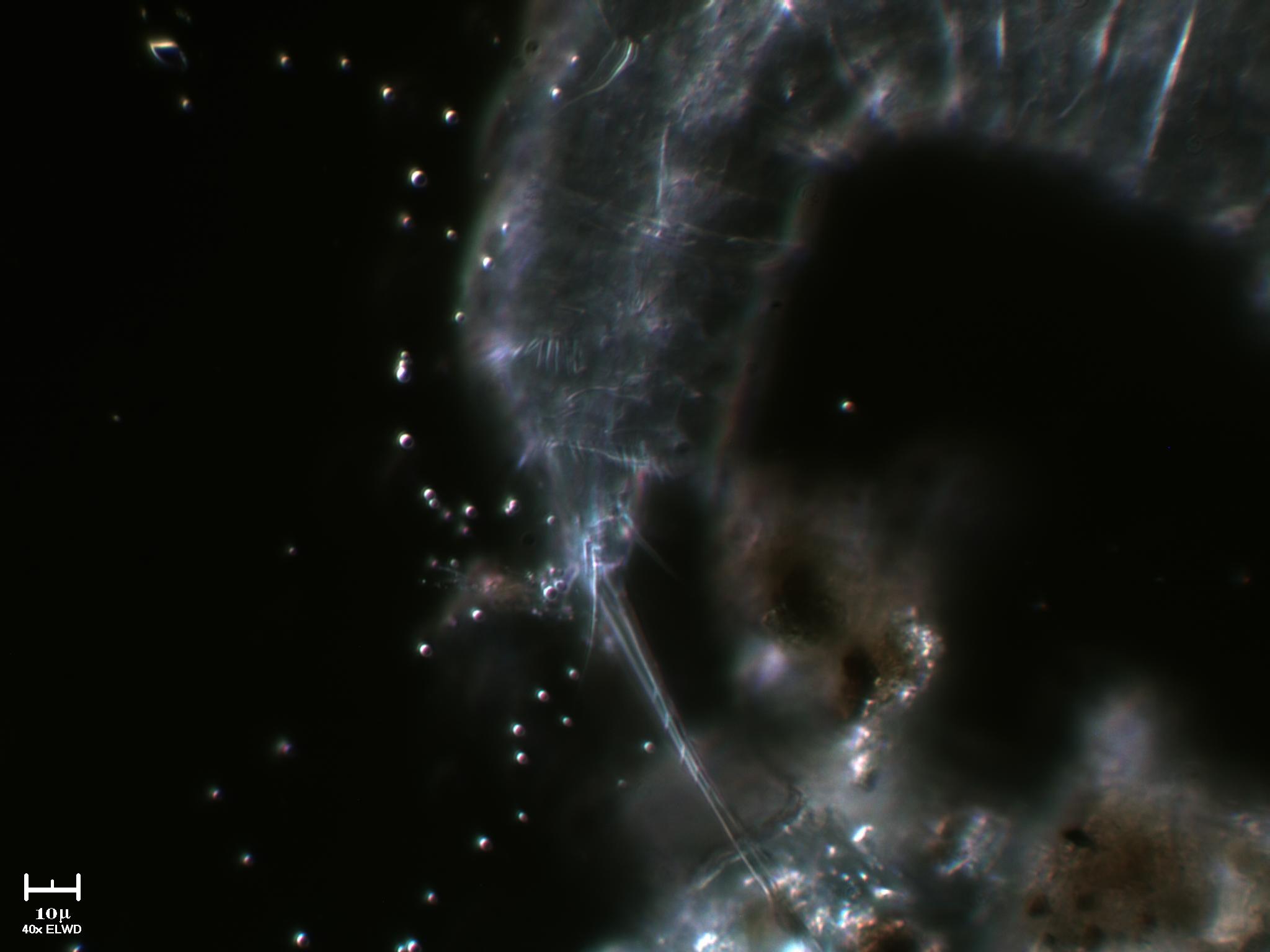 Scheletro di copepode