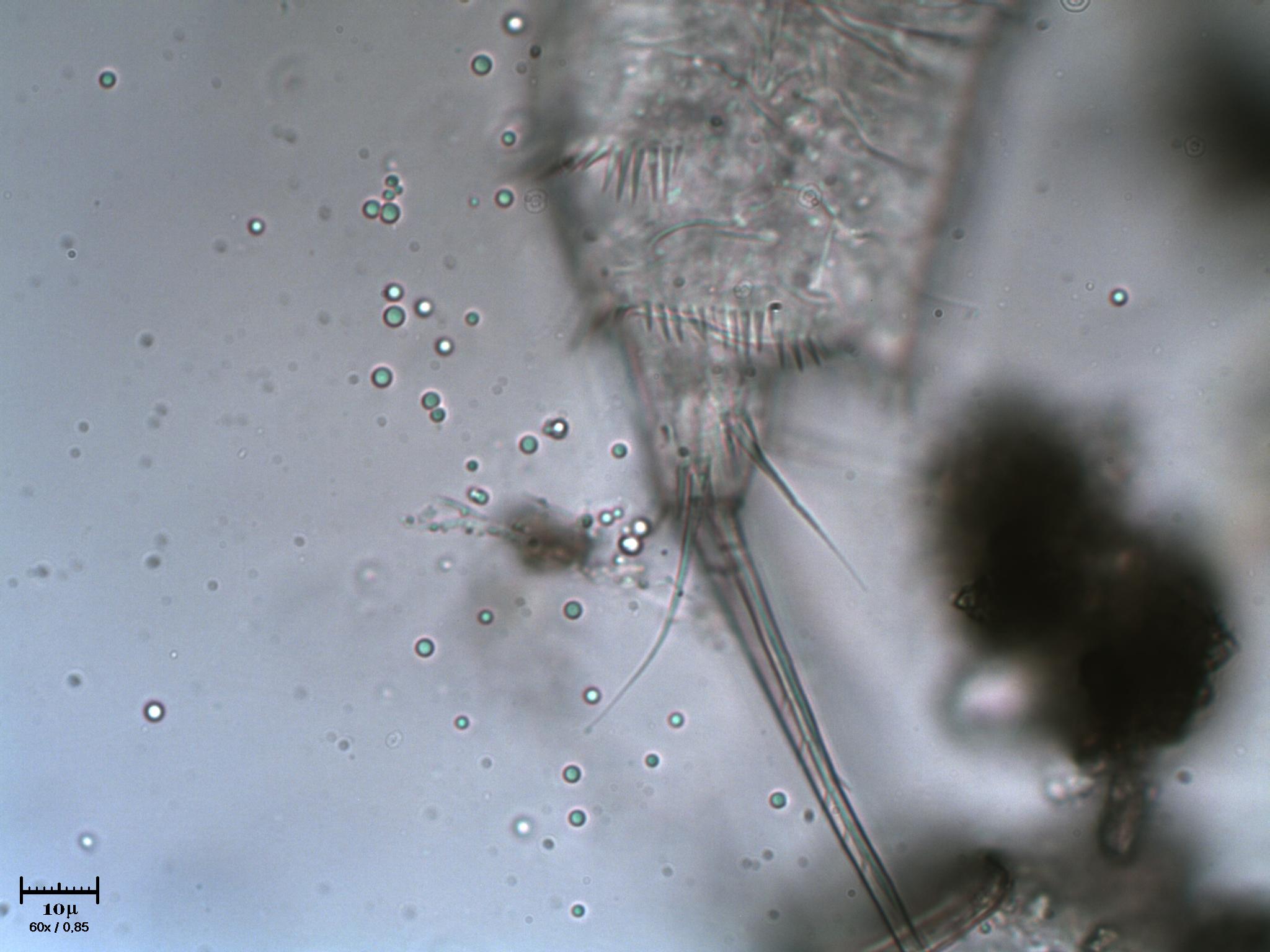 Scheletro di copepode