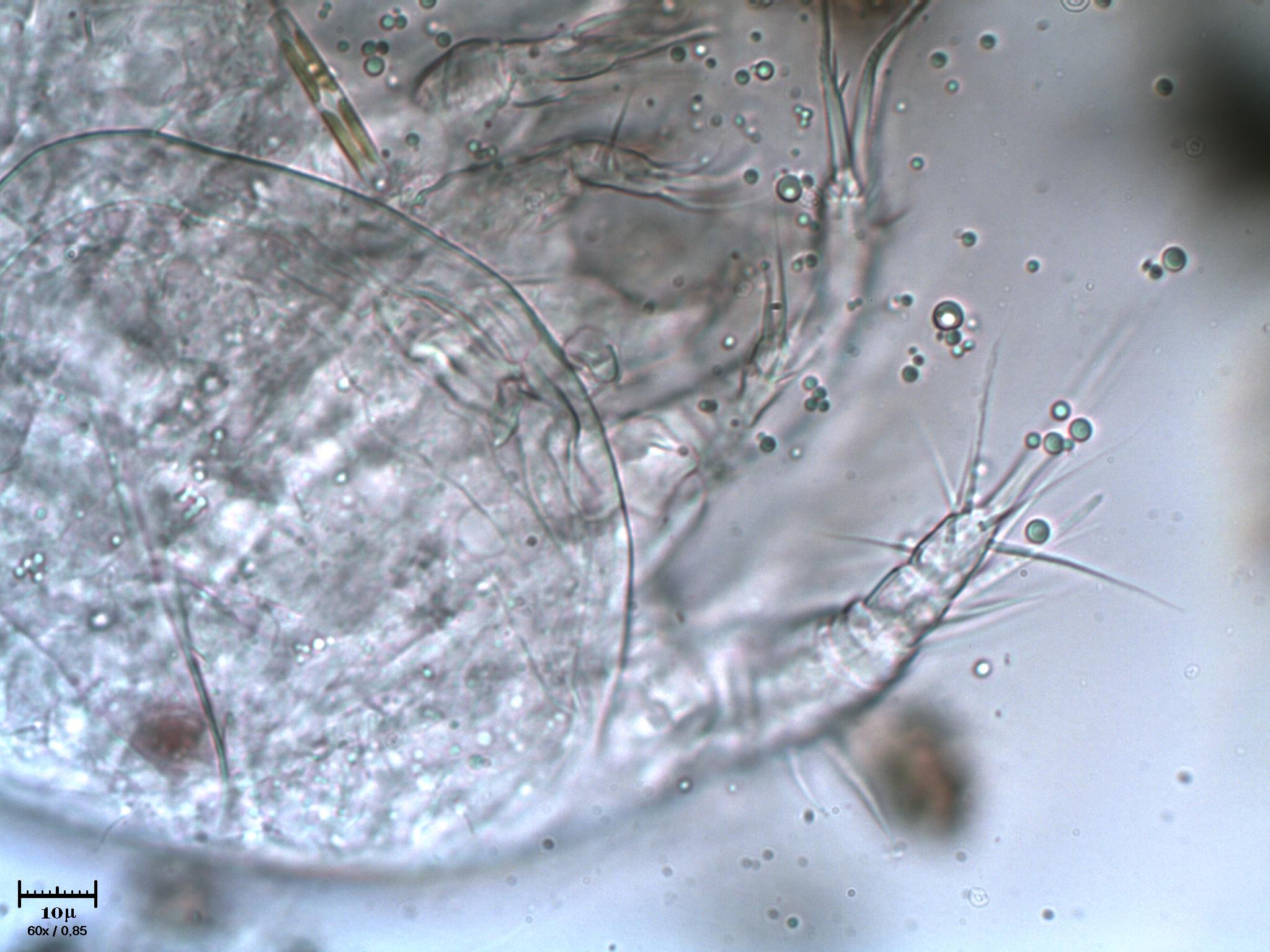 Scheletro di copepode