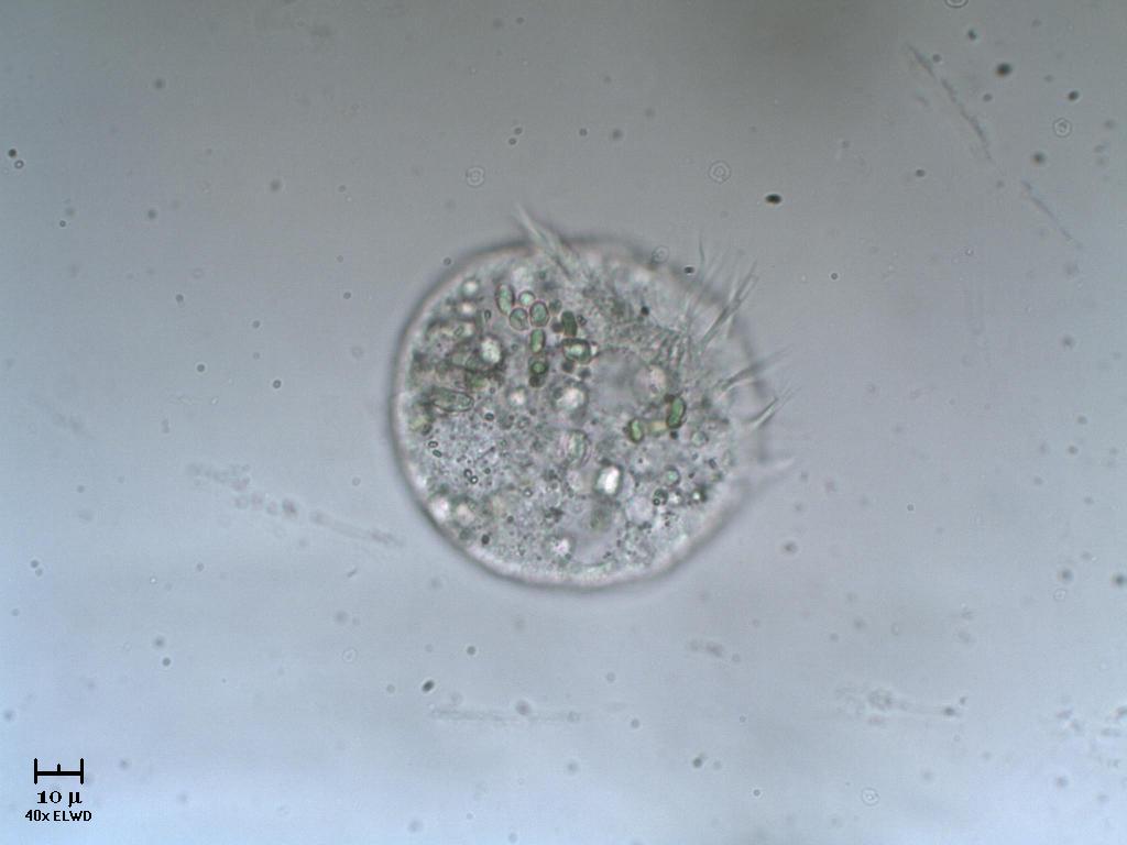 Tanto per ciliare un p�...