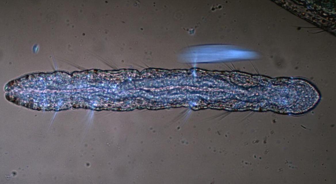 Aeolosoma Hemprichi