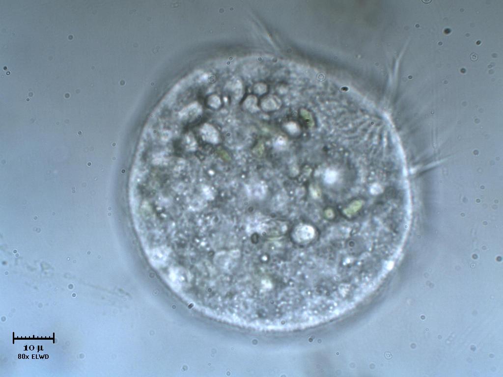 Tanto per ciliare un p�...