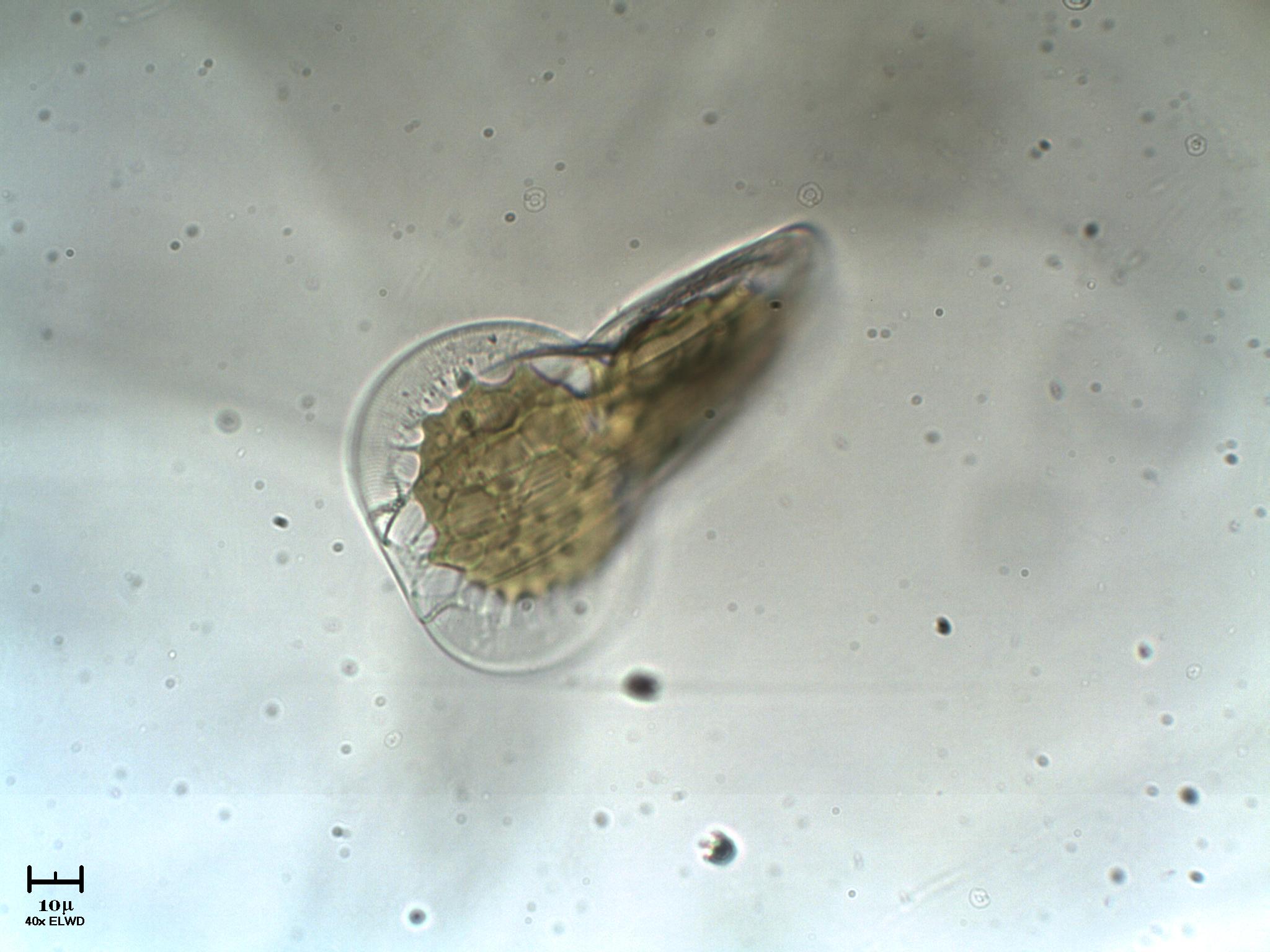 Il ritorno della creatura abissale