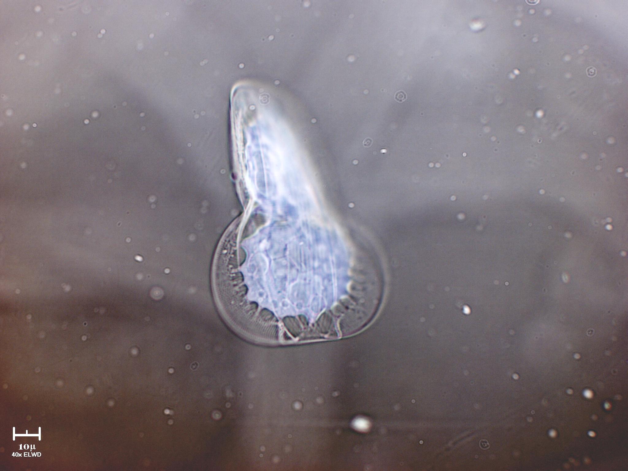 Il ritorno della creatura abissale