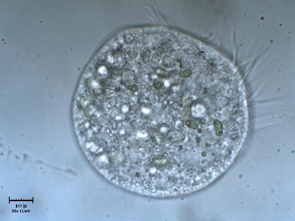 Tanto per ciliare un p�...