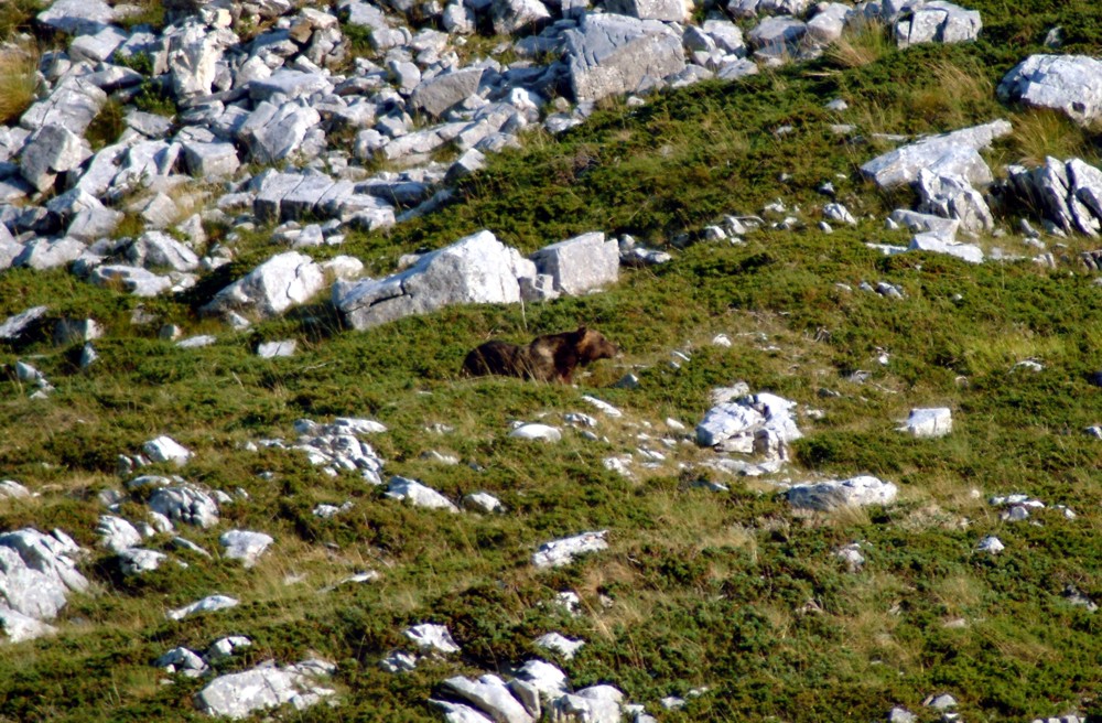 Emozione unica: incontro con l''orso