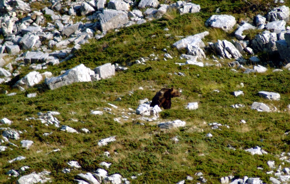Emozione unica: incontro con l''orso